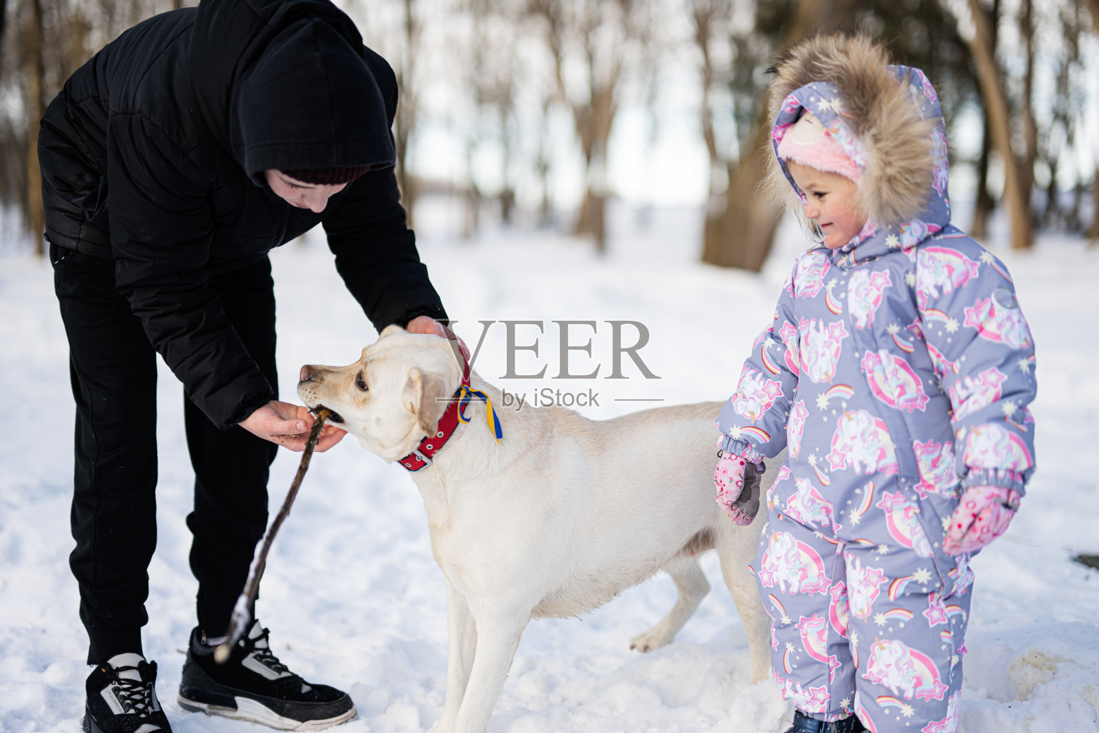 在一个阳光明媚、霜冻的冬日，孩子们在公园里和拉布拉多犬玩耍。照片摄影图片