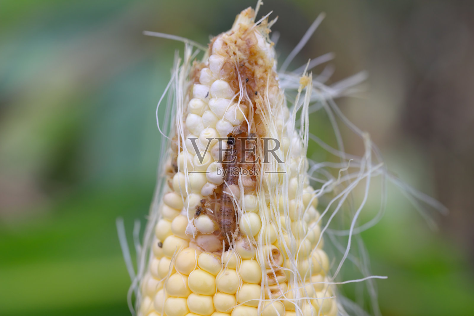 玉米，玉米芯被欧洲玉米螟(Ostrinia nubilalis)幼虫，毛虫破坏。它是玉米作物最重要的害虫之一。照片摄影图片