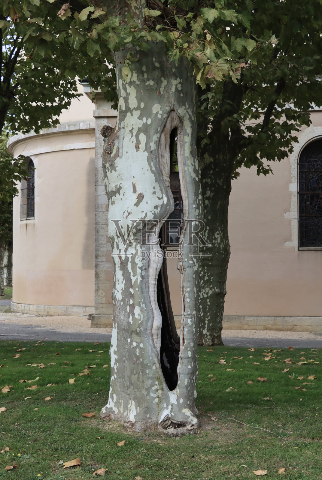 空心树照片摄影图片