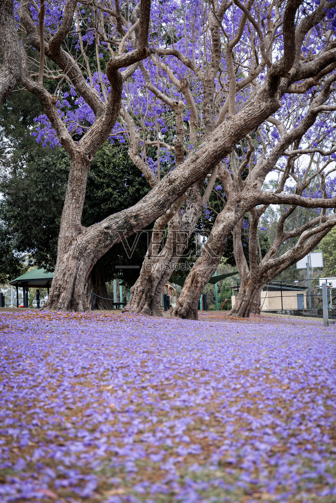 盛开的红木照片摄影图片