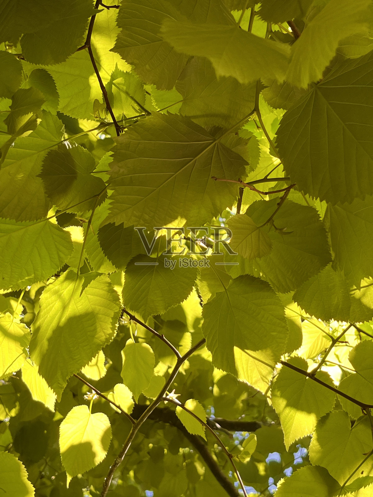 春天新的酸橙树的叶子照片摄影图片