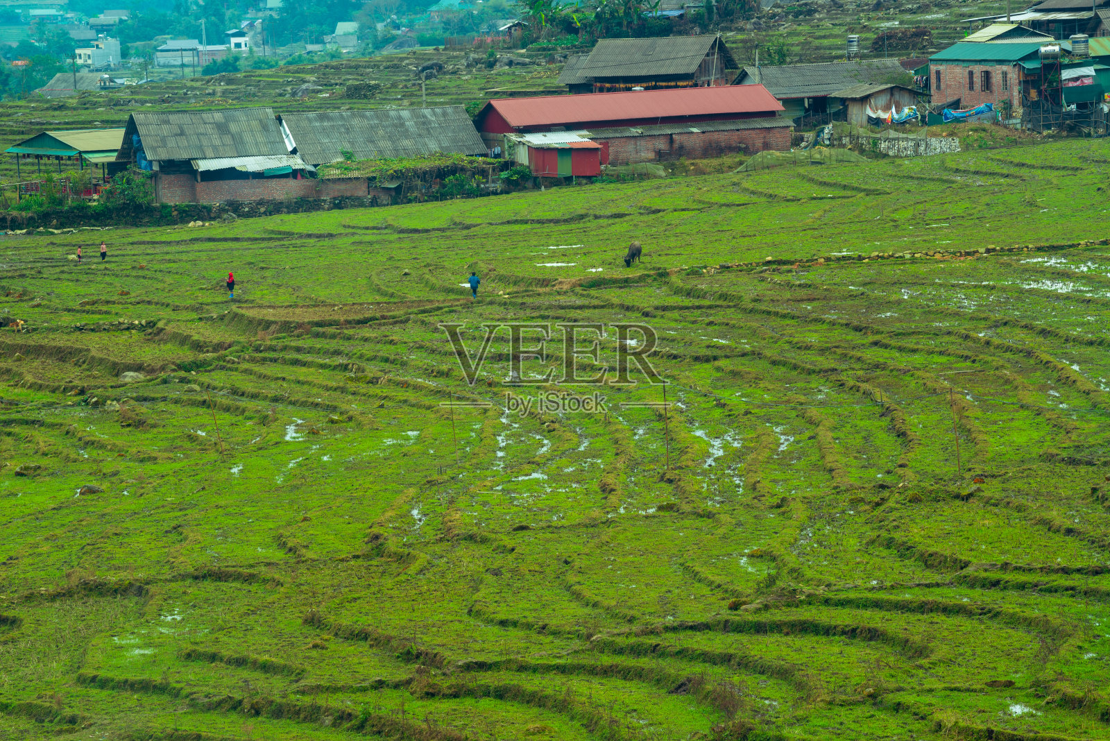 萨帕稻田梯田照片摄影图片