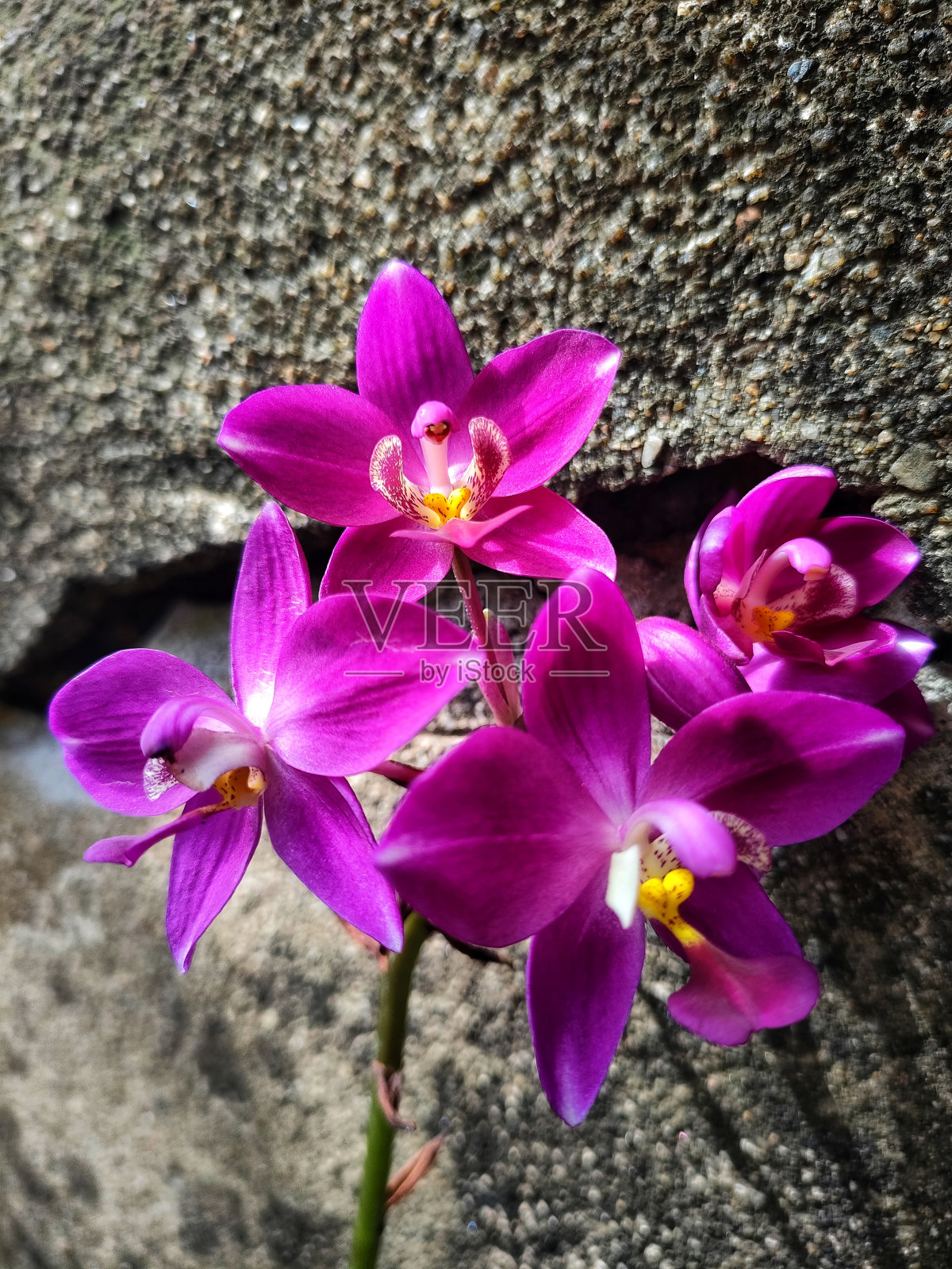 兰花照片摄影图片