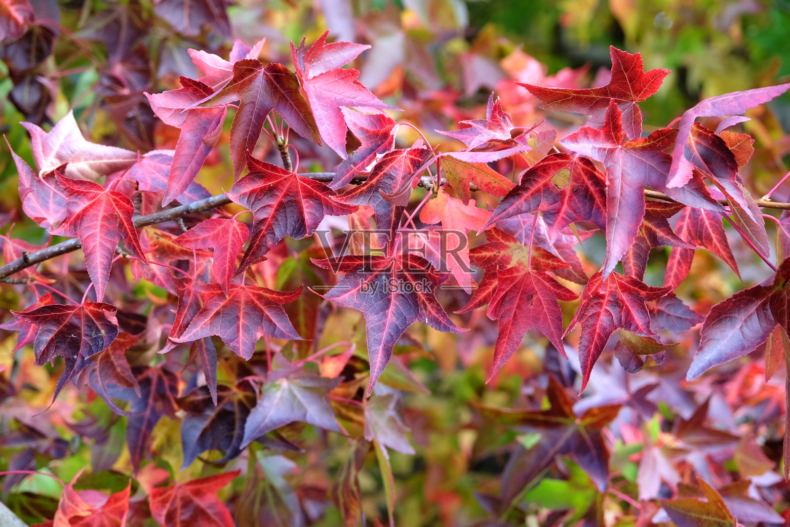 红色和粉红色的秋叶，也被称为甜桉树，红桉树，缎核桃，或美国storax，“卫斯理王”在秋季展示。照片摄影图片