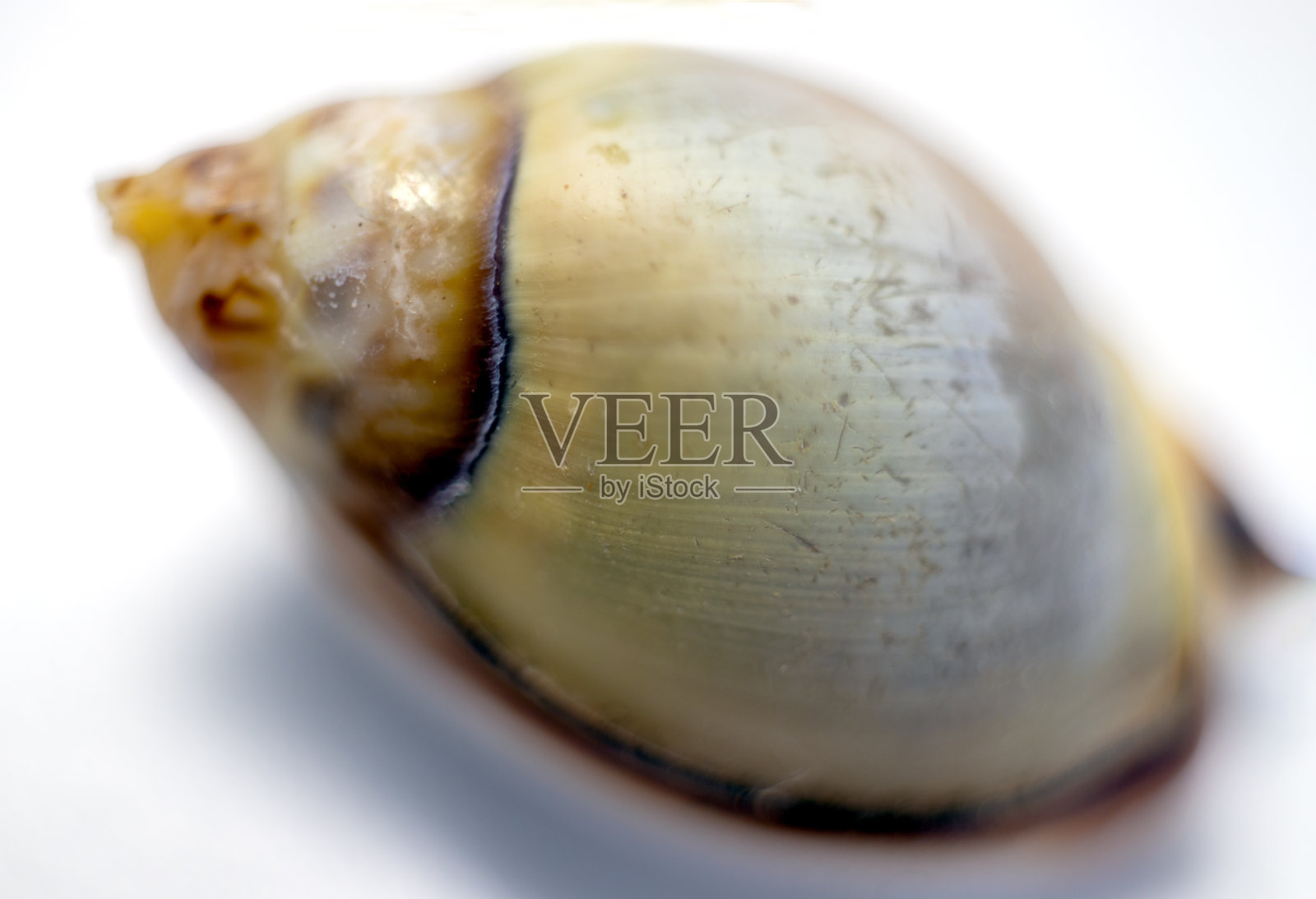 贝壳微距照片。近距离单物体细节照片。照片摄影图片