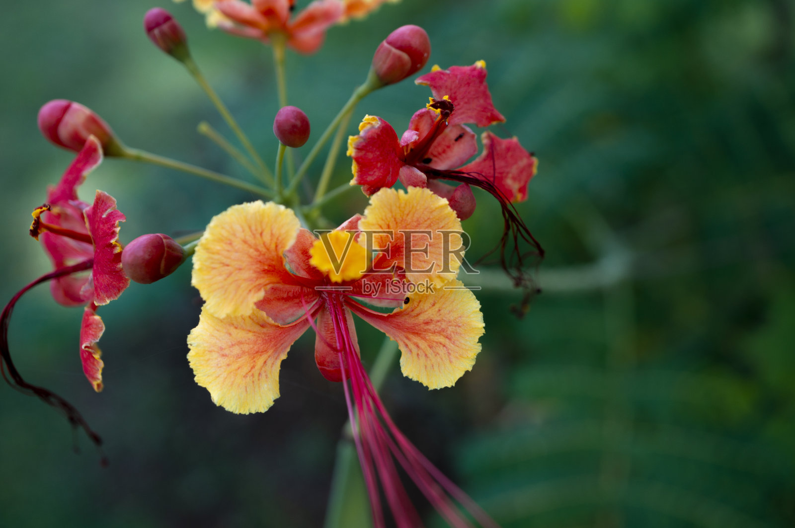 孔雀花(Caesalpinia pulcherrima)特写照片摄影图片