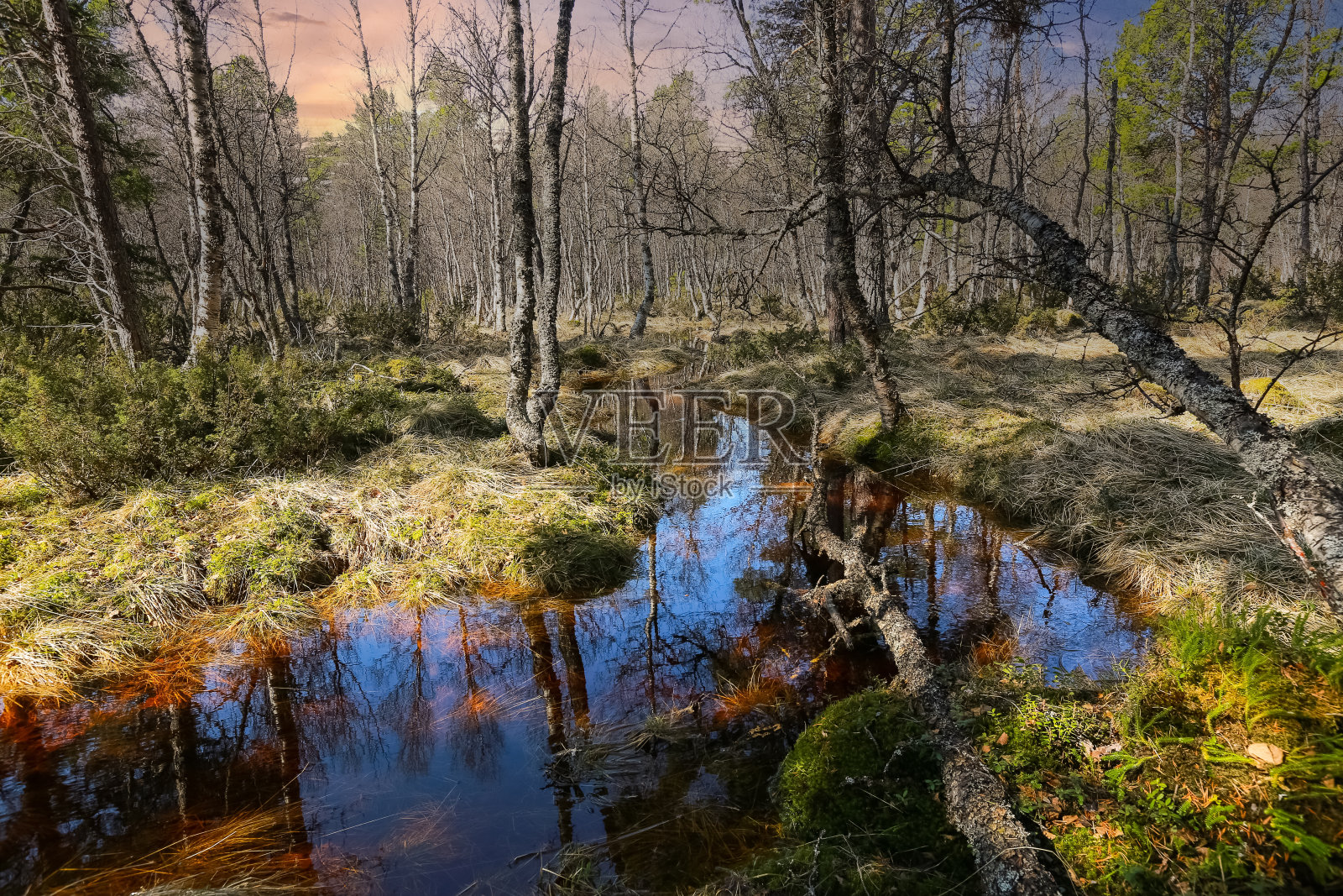 春天的洪水淹没了森林照片摄影图片