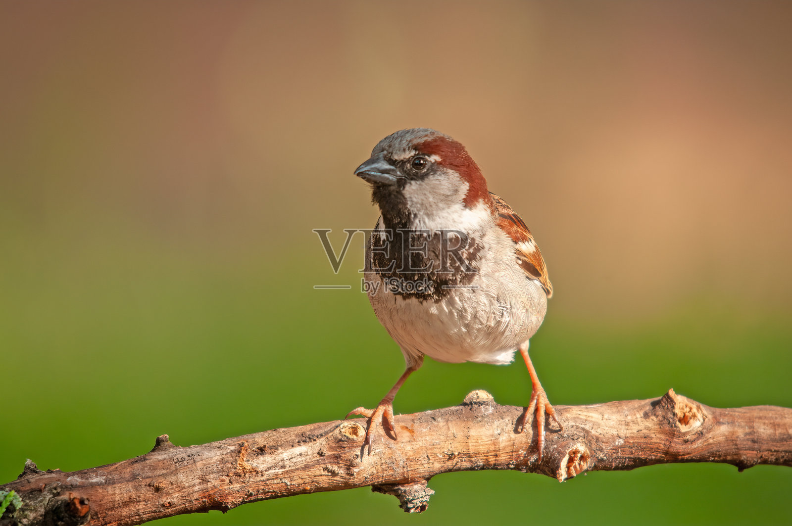 在树枝上的雄性家雀(家雀)。绿色模糊背景。照片摄影图片