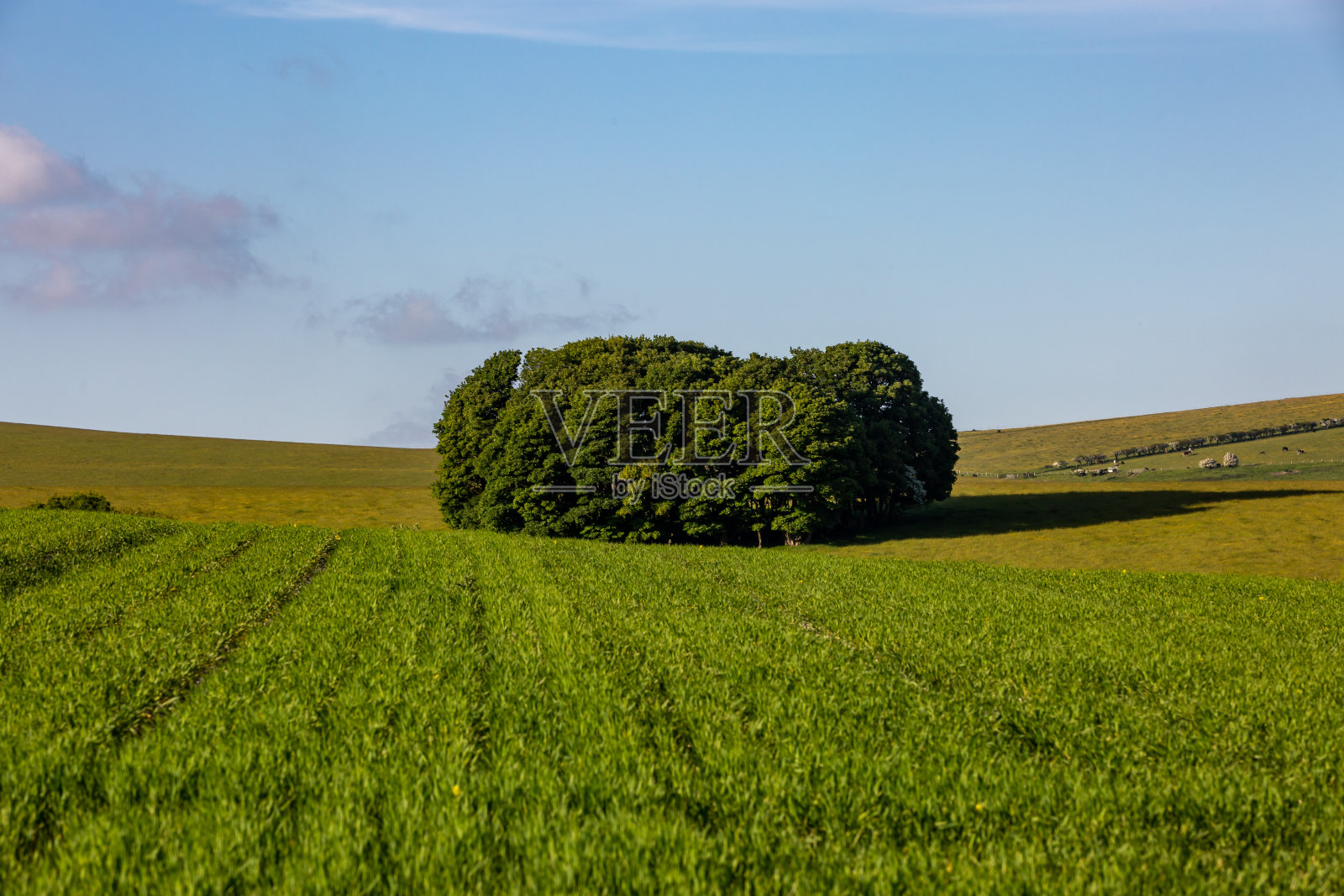 南唐斯的绿色田野，头顶是蓝天照片摄影图片
