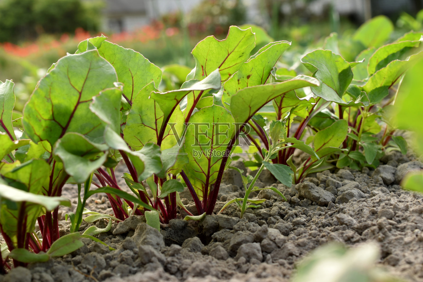 花园里的绿甜菜芽。照片摄影图片
