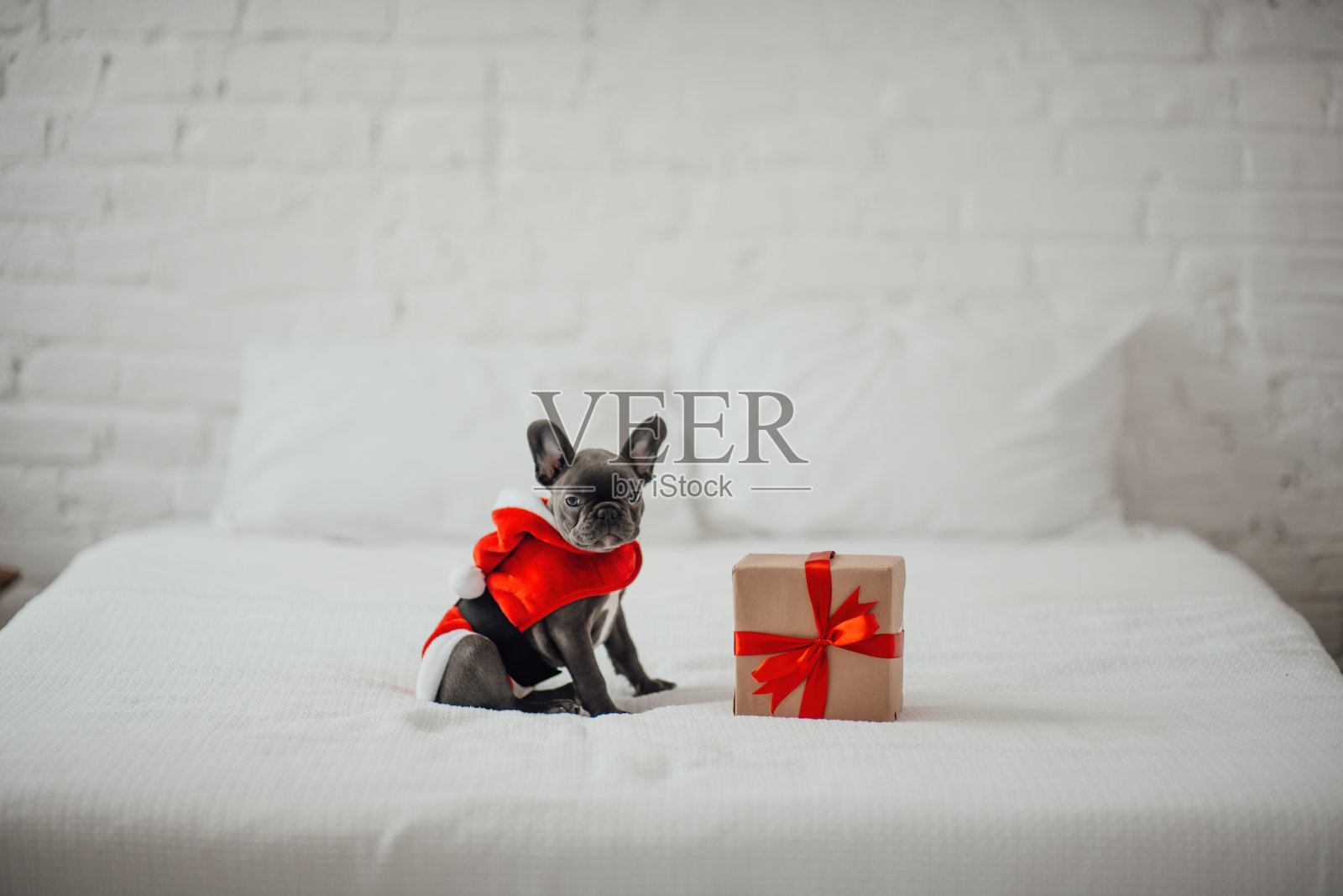 有趣的灰色小狗法国斗牛犬与圣诞礼盒在家里节日设置照片摄影图片