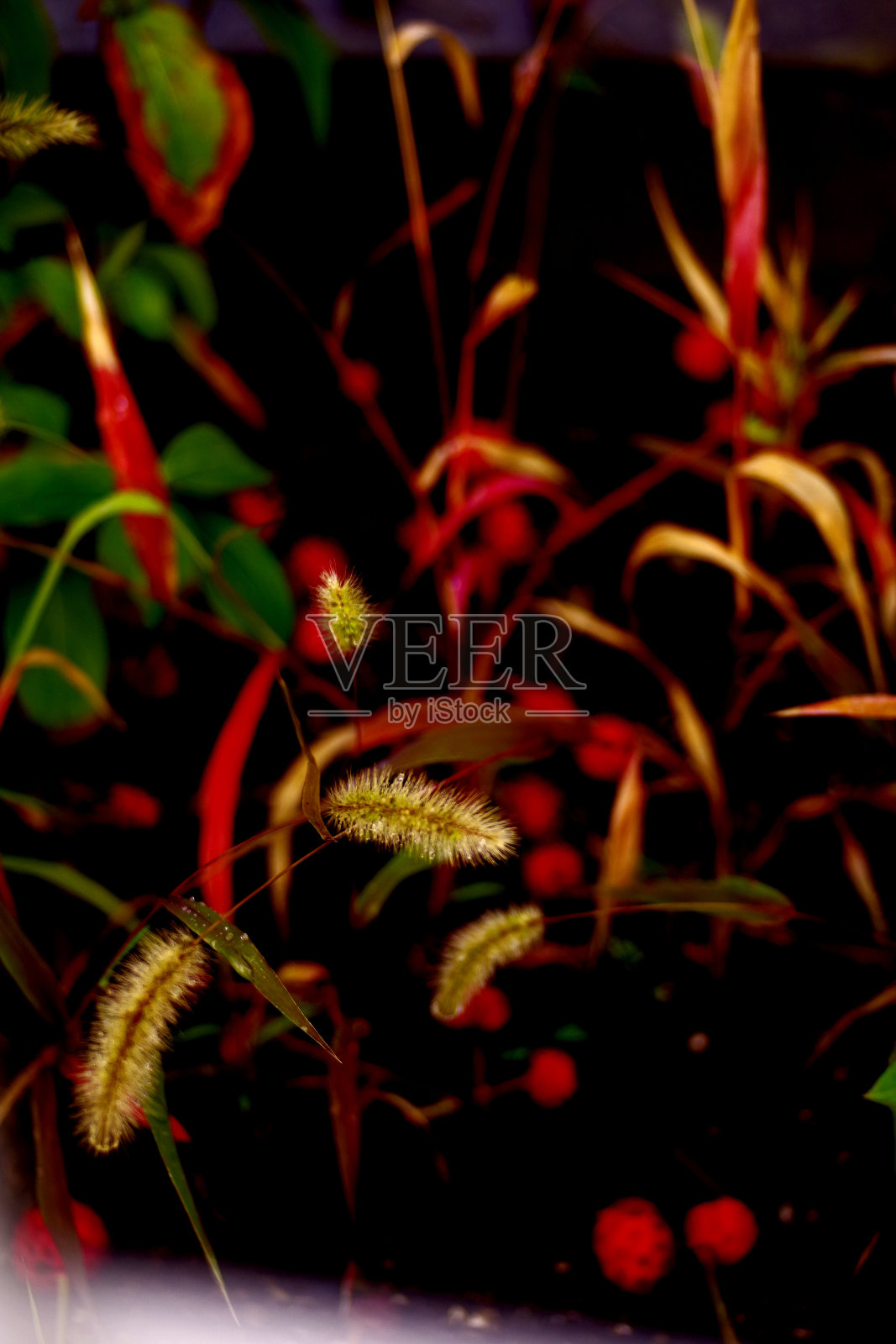 red_leaf_and_seeds照片摄影图片