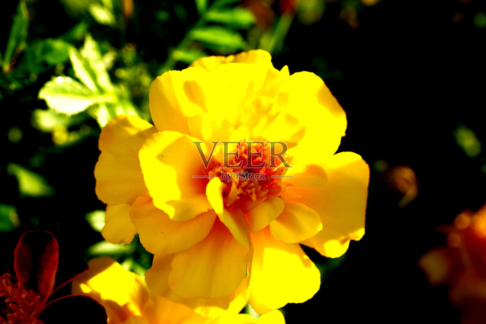 黄色的花朵照片摄影图片