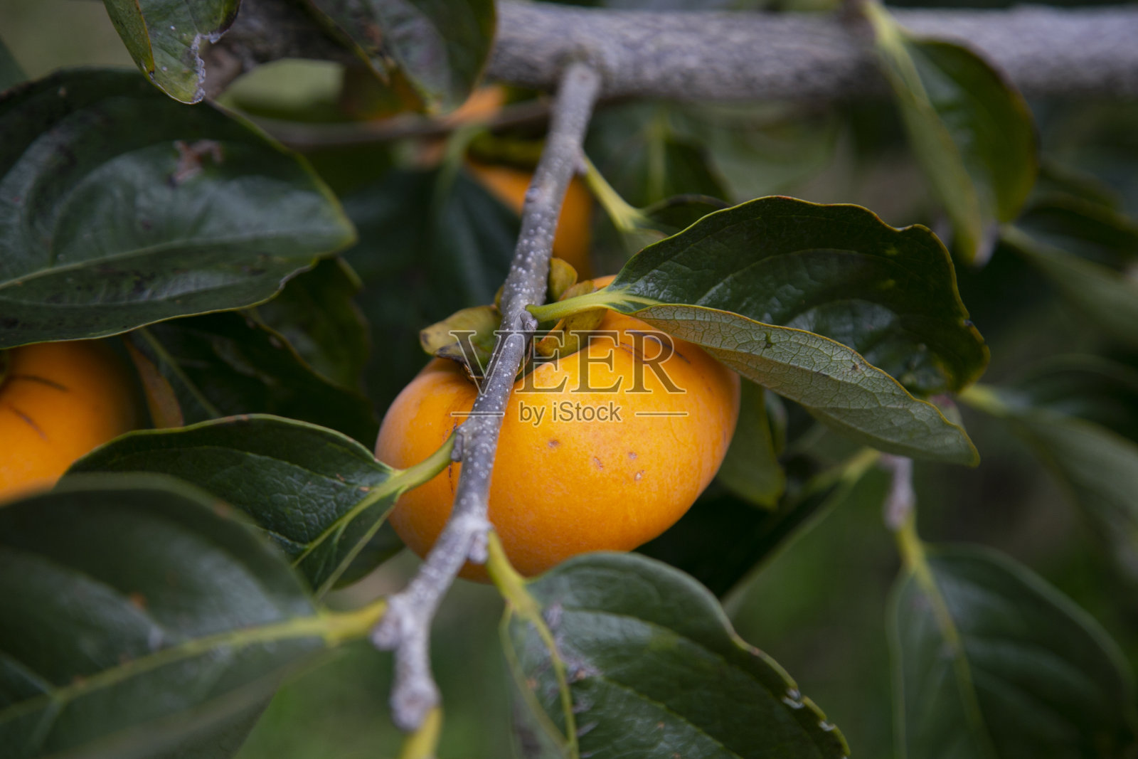 新泻县佐渡岛秋收季节的日本柿树和果实。照片摄影图片