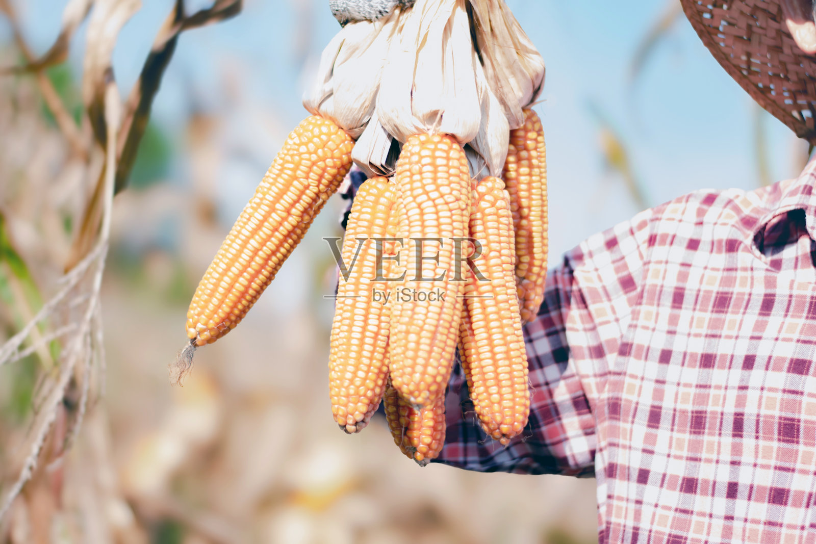 年轻的玉米农民照片摄影图片