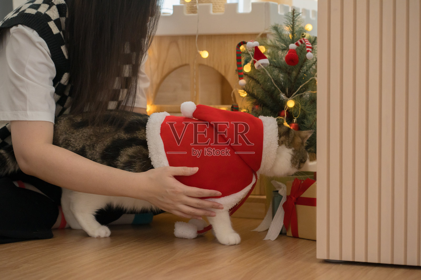 一名亚洲妇女在客厅里与她的苏格兰猫玩耍照片摄影图片