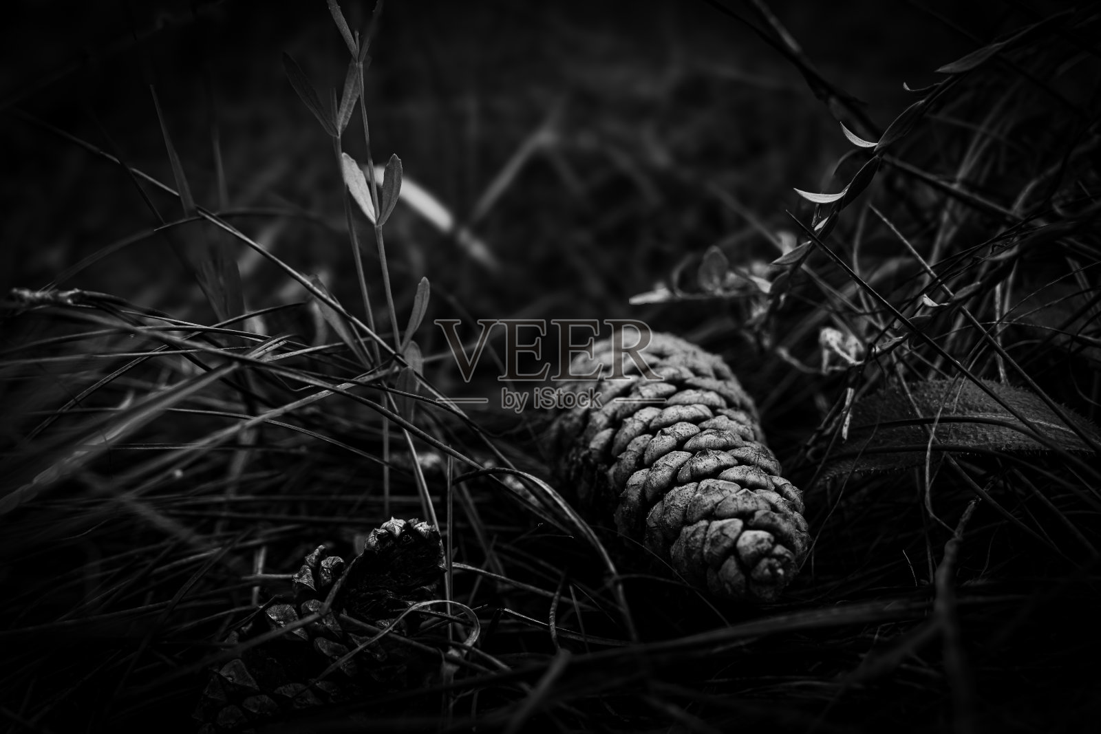 松果BNW照片摄影图片