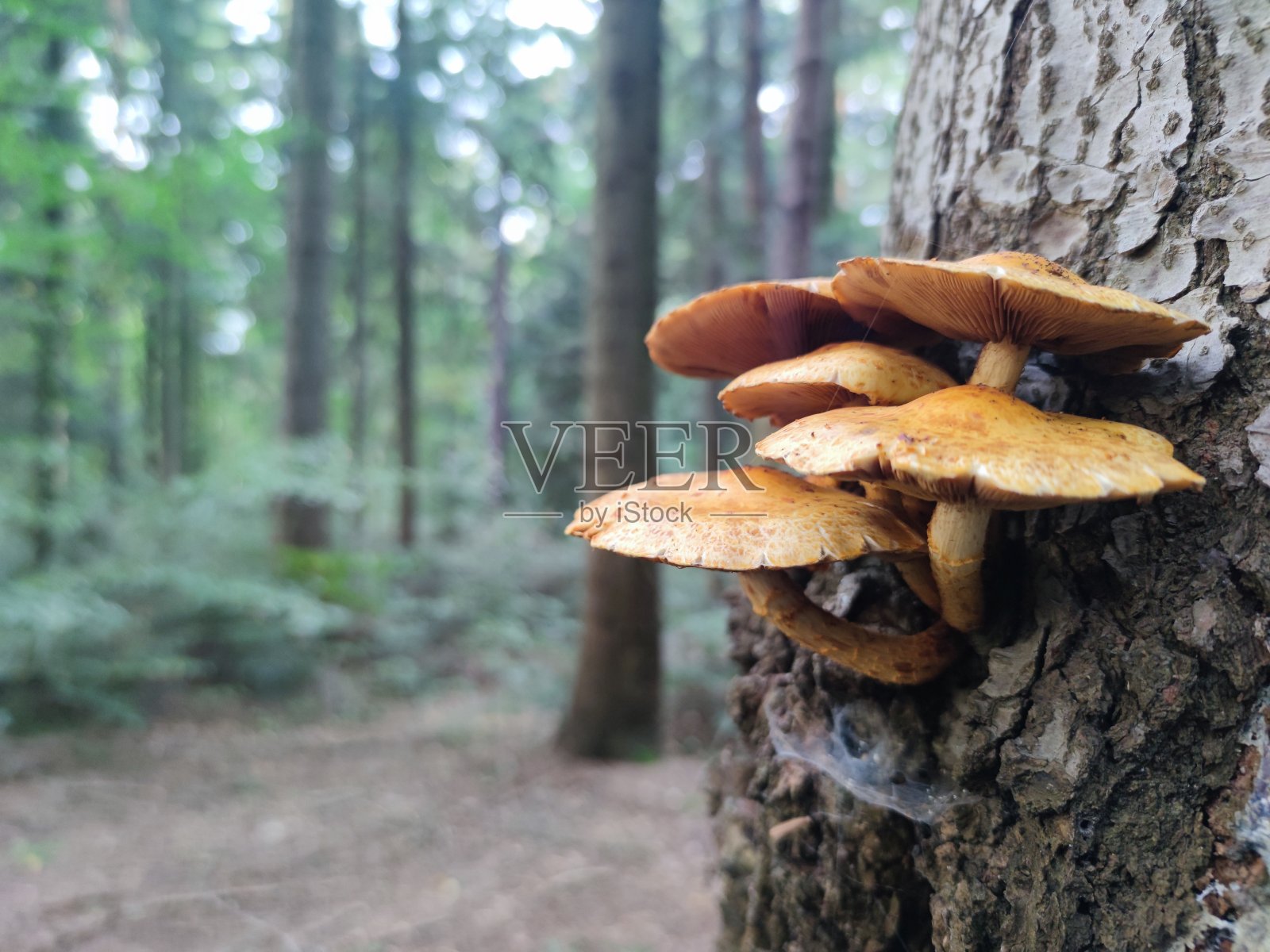 金草-一种不可食用的蘑菇，生长在森林的树上。寄生虫真菌。Pholiota aurivella。照片摄影图片