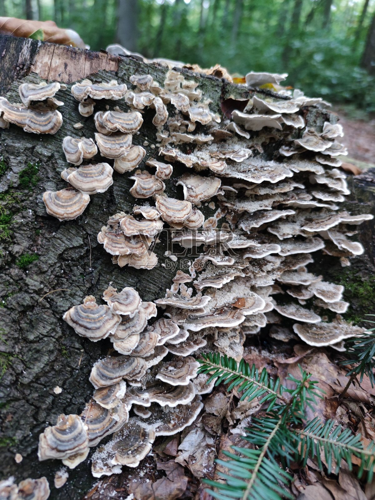杂交种-寄生真菌。这种蘑菇不能吃。照片摄影图片