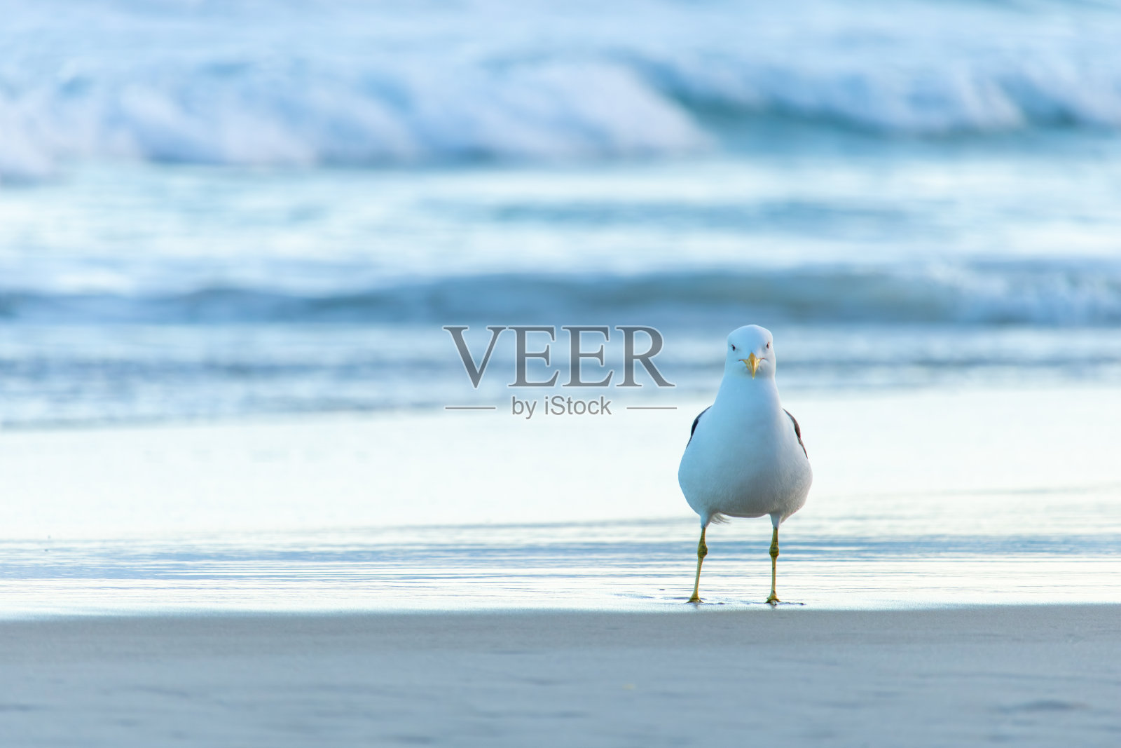 里约热内卢巴拉达蒂茹卡海滩上的海鸥照片摄影图片
