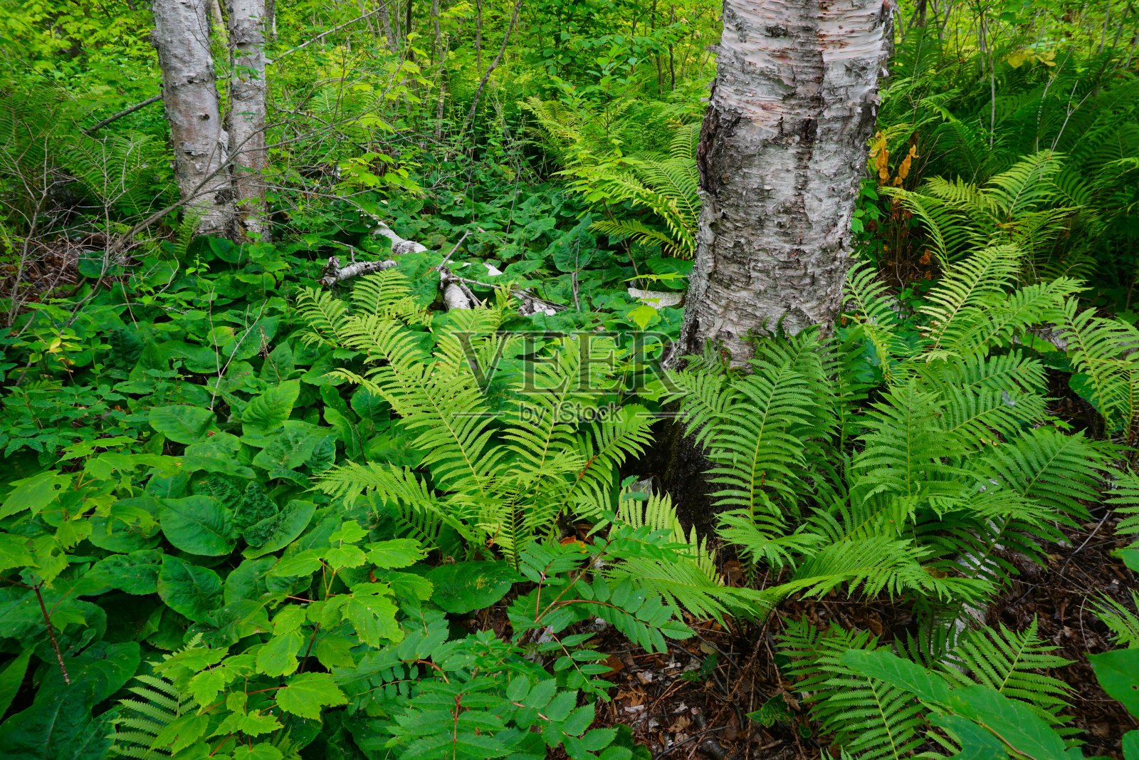 驯鹿瀑布州立路边明尼苏达州照片摄影图片