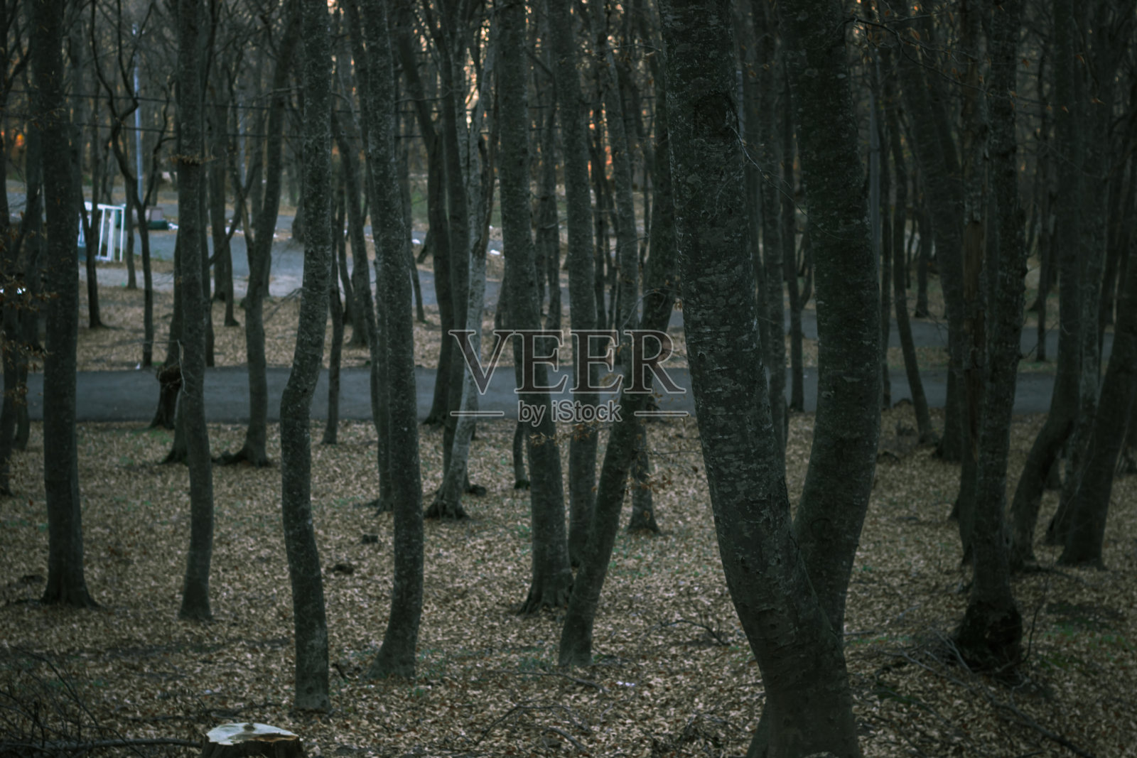 Udzo森林照片摄影图片