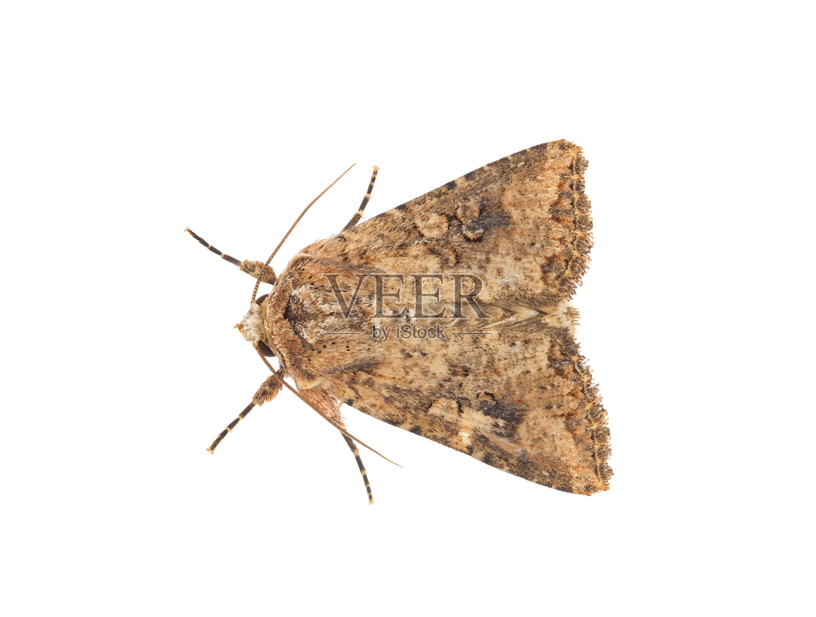 白底分离肉豆蔻蛾，三叶蛾照片摄影图片