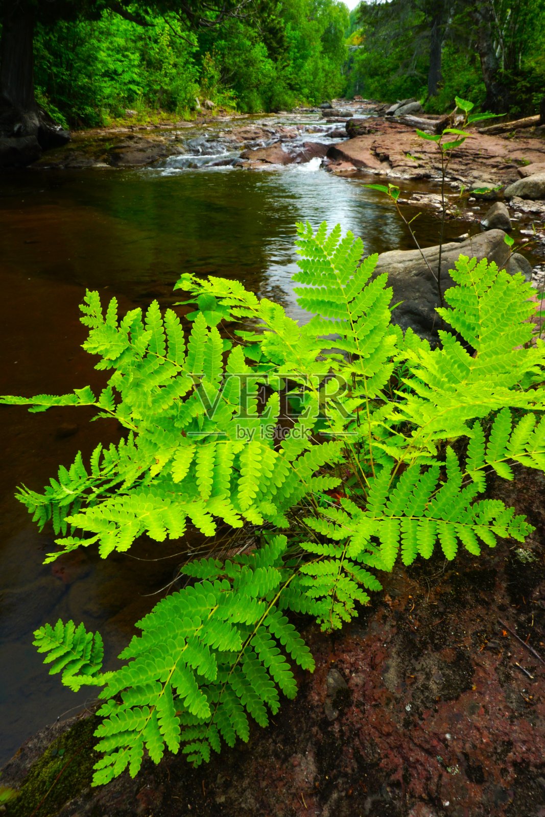 驯鹿瀑布州立路边明尼苏达州照片摄影图片