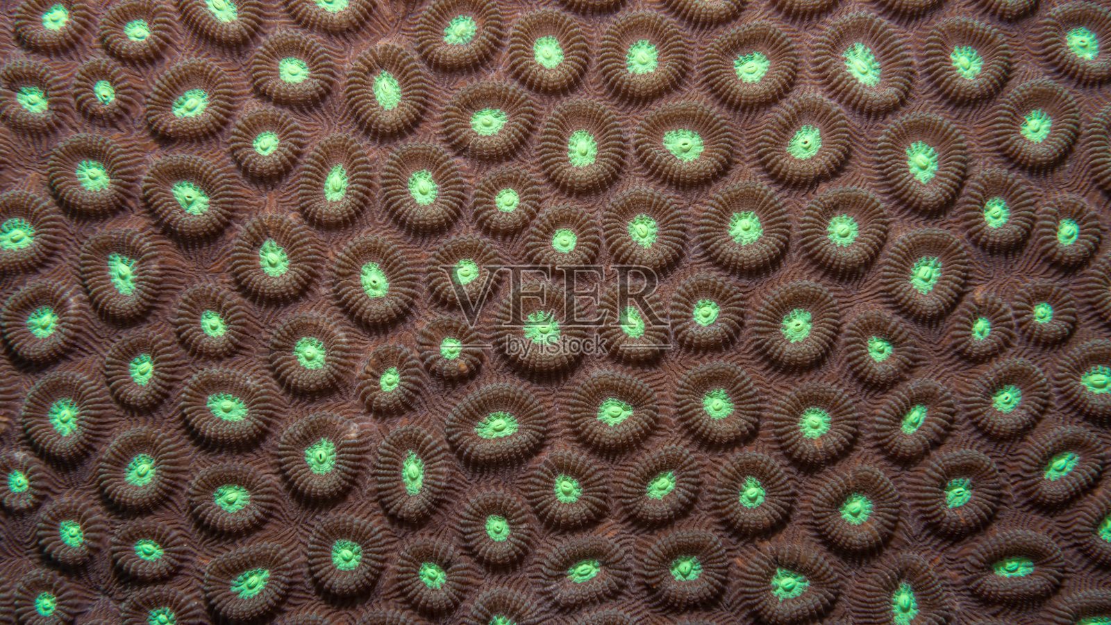 棕色硬珊瑚的细节。珊瑚礁水下生活的特写照片，完美的纹理或科学背景照片摄影图片