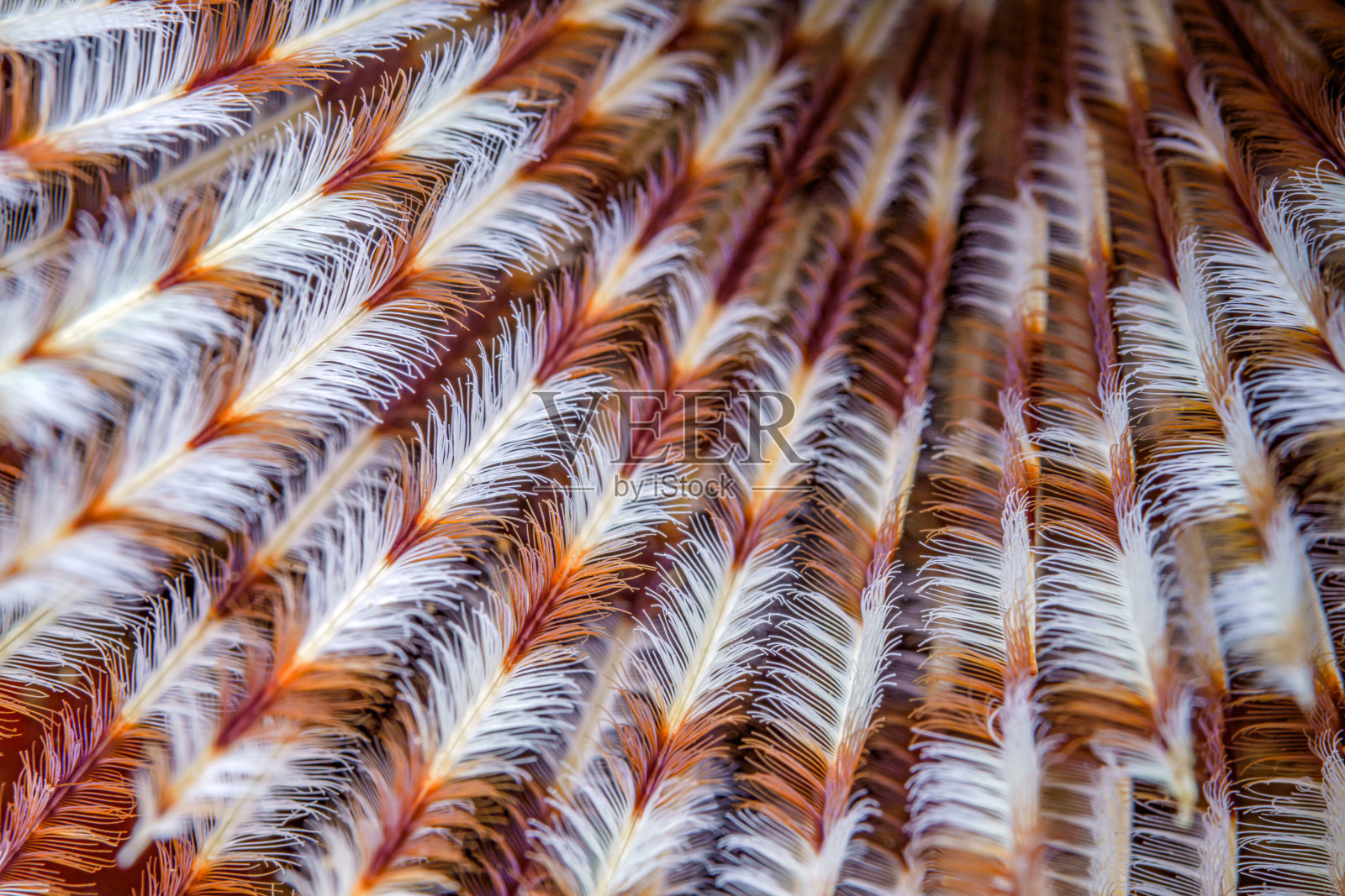 彩色珊瑚的微距镜头。珊瑚礁水下生活的特写照片，完美的纹理或屏幕保护程序。照片摄影图片