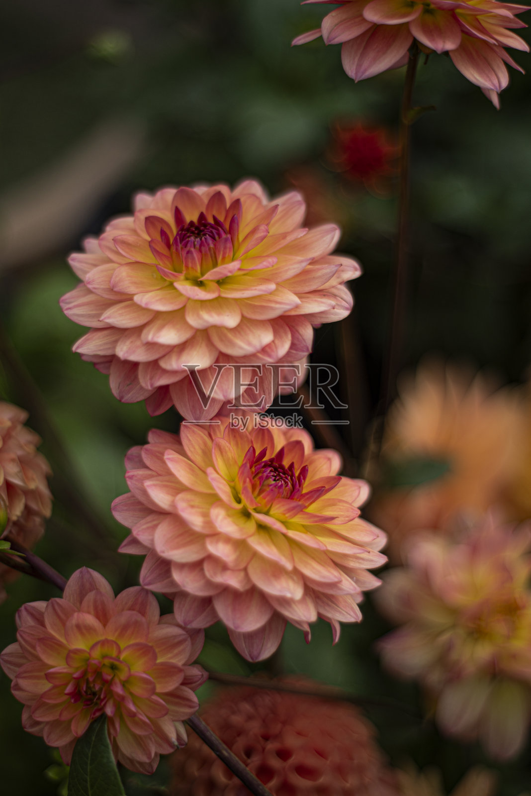 两朵粉红色的大丽花，垂直的花朵照片。照片摄影图片