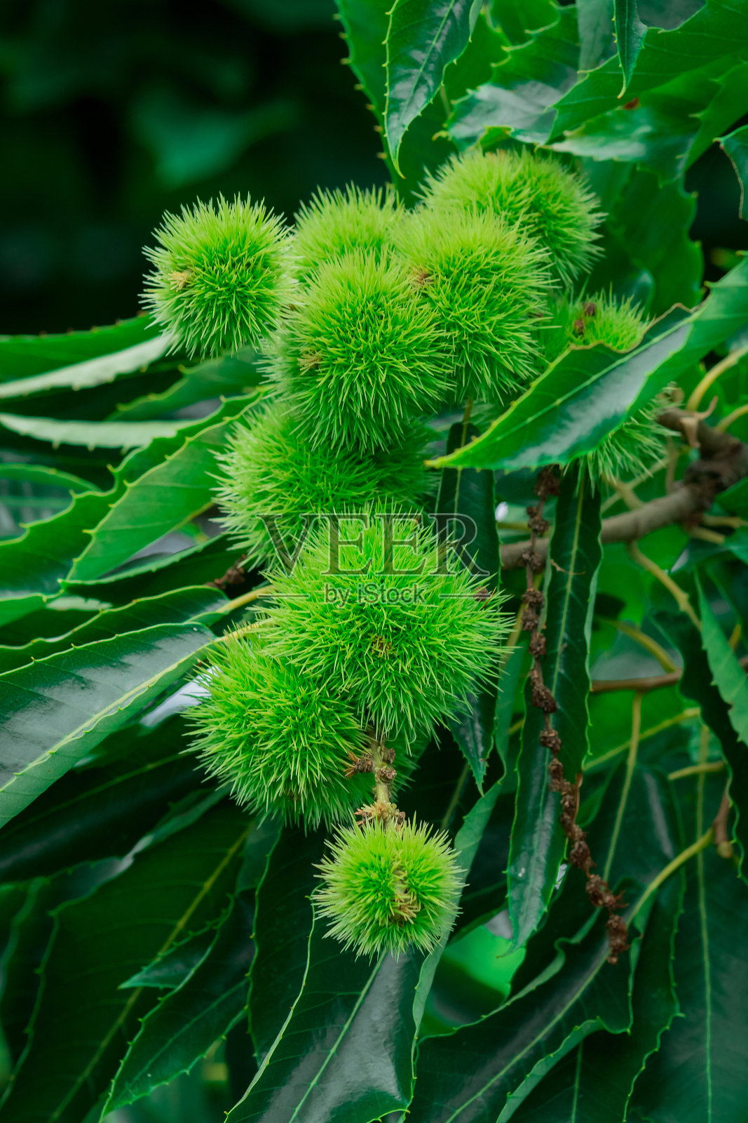 春天户外的栗子特写。照片摄影图片
