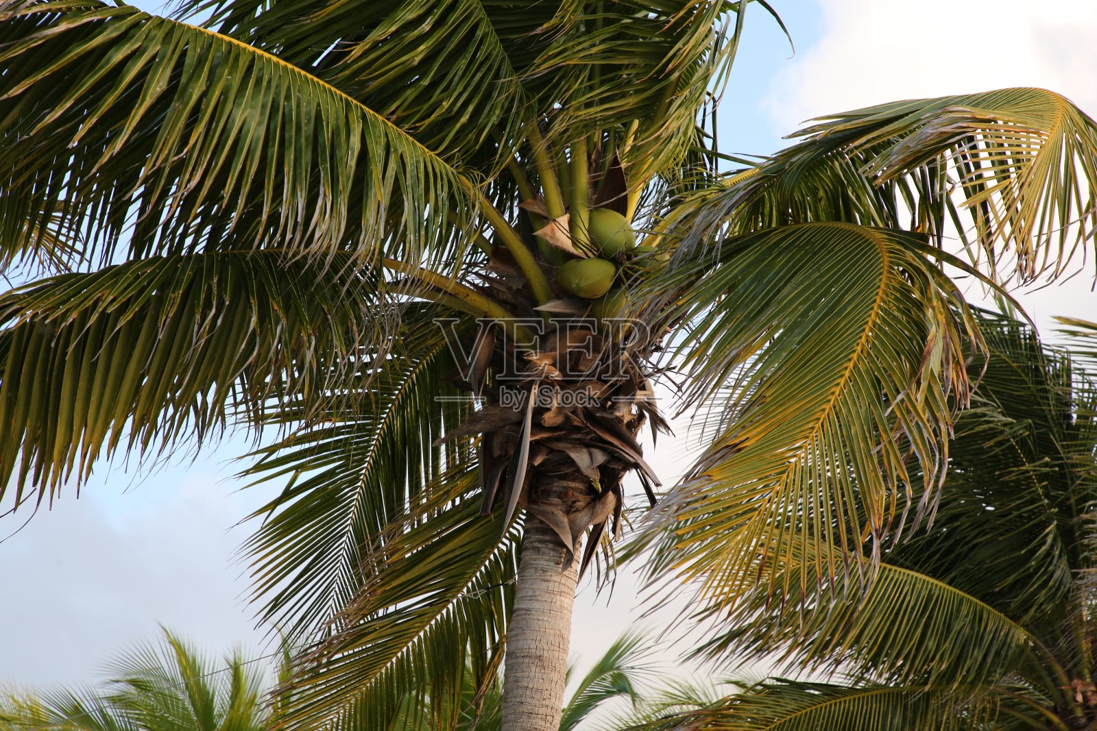 美丽的棕榈树，在晴朗的天空下，绿色的叶子，低角度观看照片摄影图片