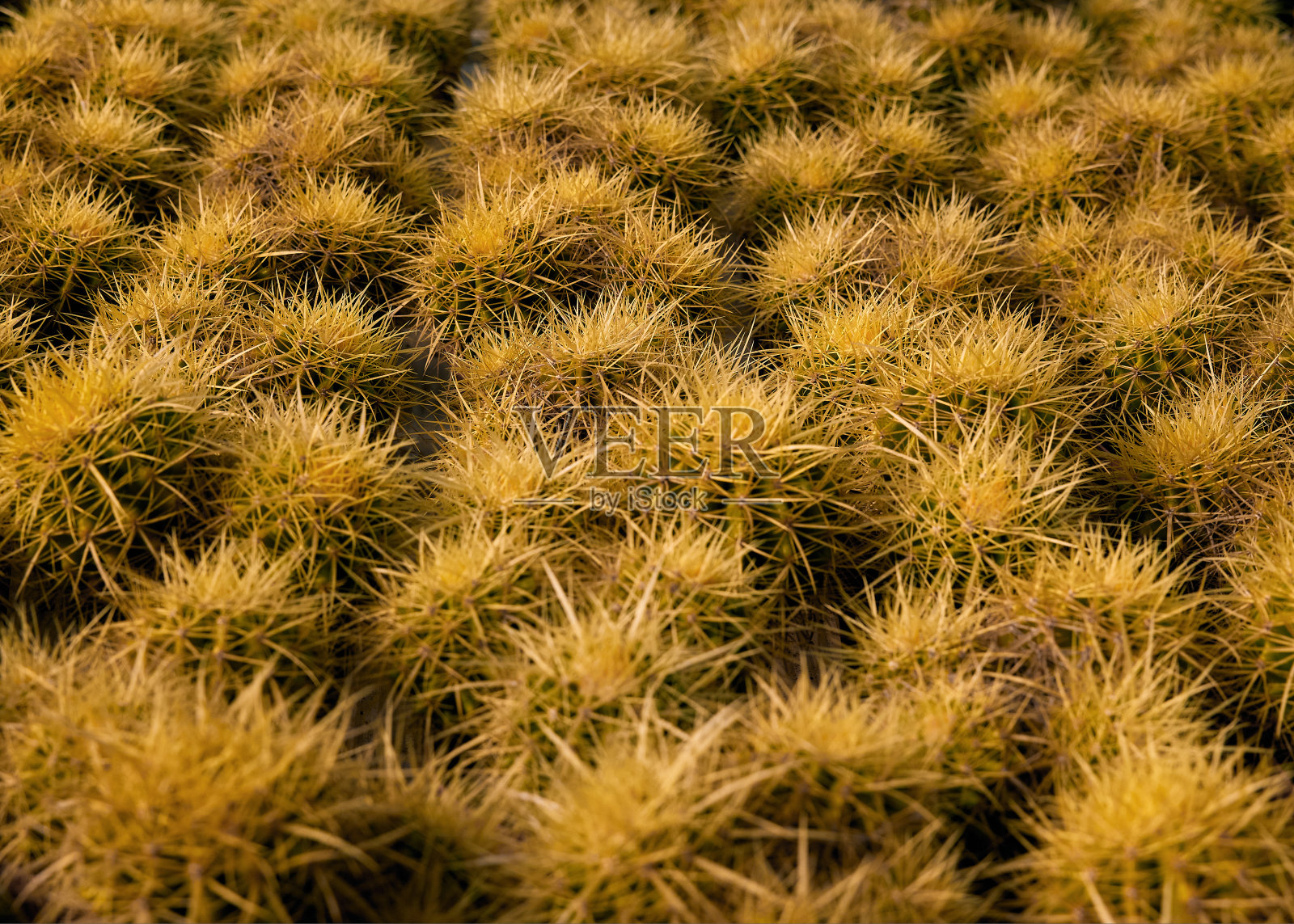 猩红 Echinocereus 仙人掌图案照片摄影图片