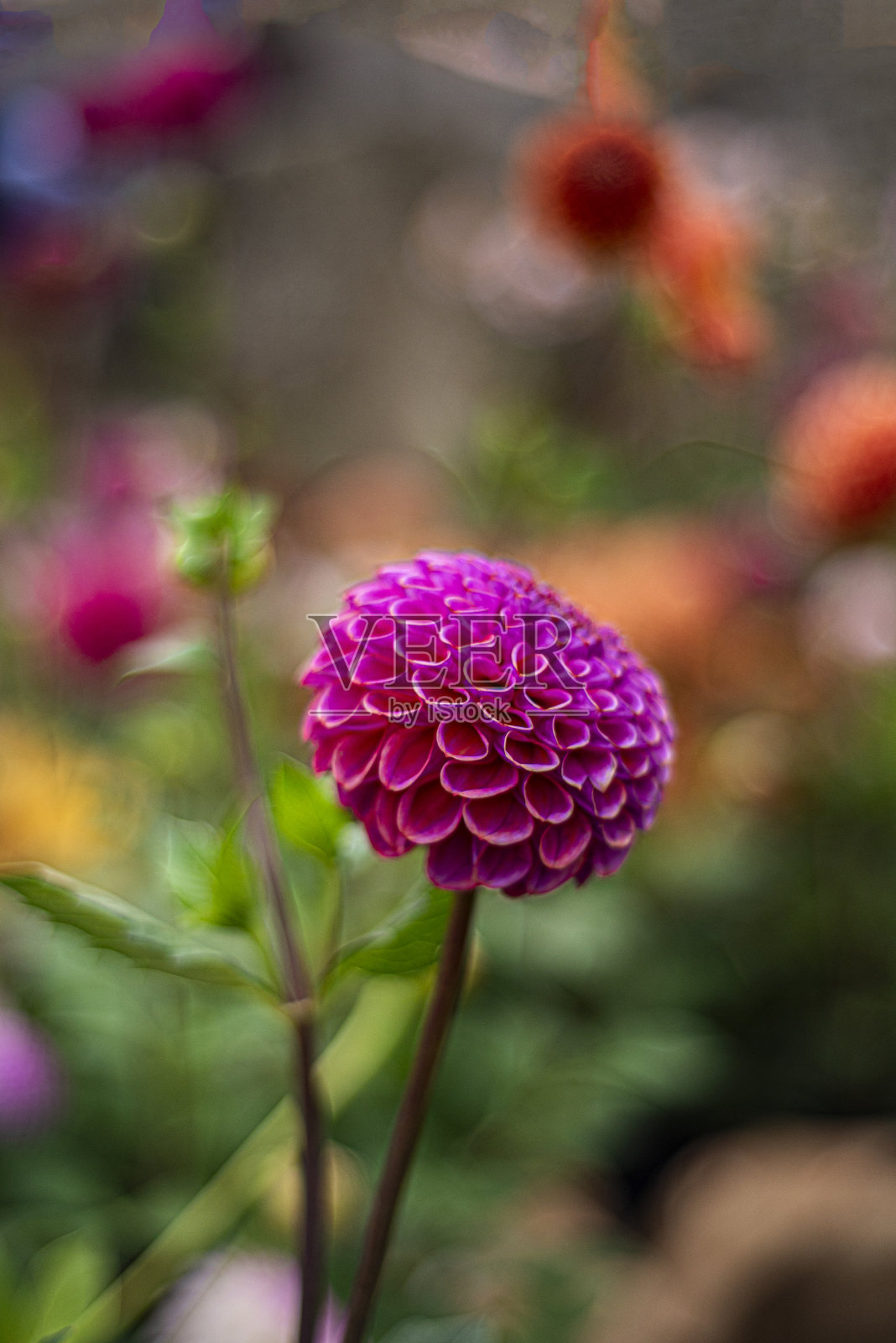 大丽花的垂直照片。特写肖像。照片摄影图片