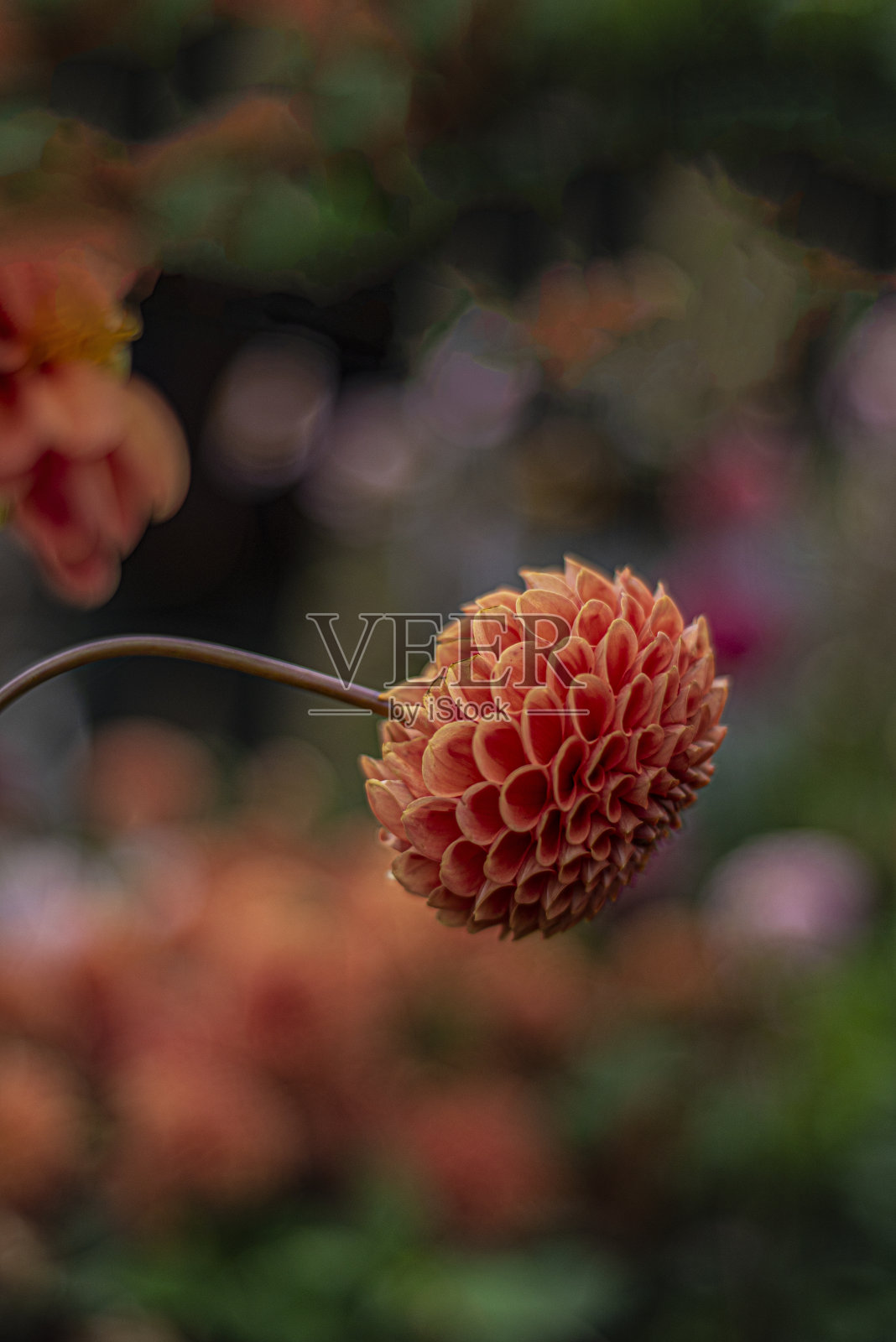 单花垂直摄影。照片摄影图片