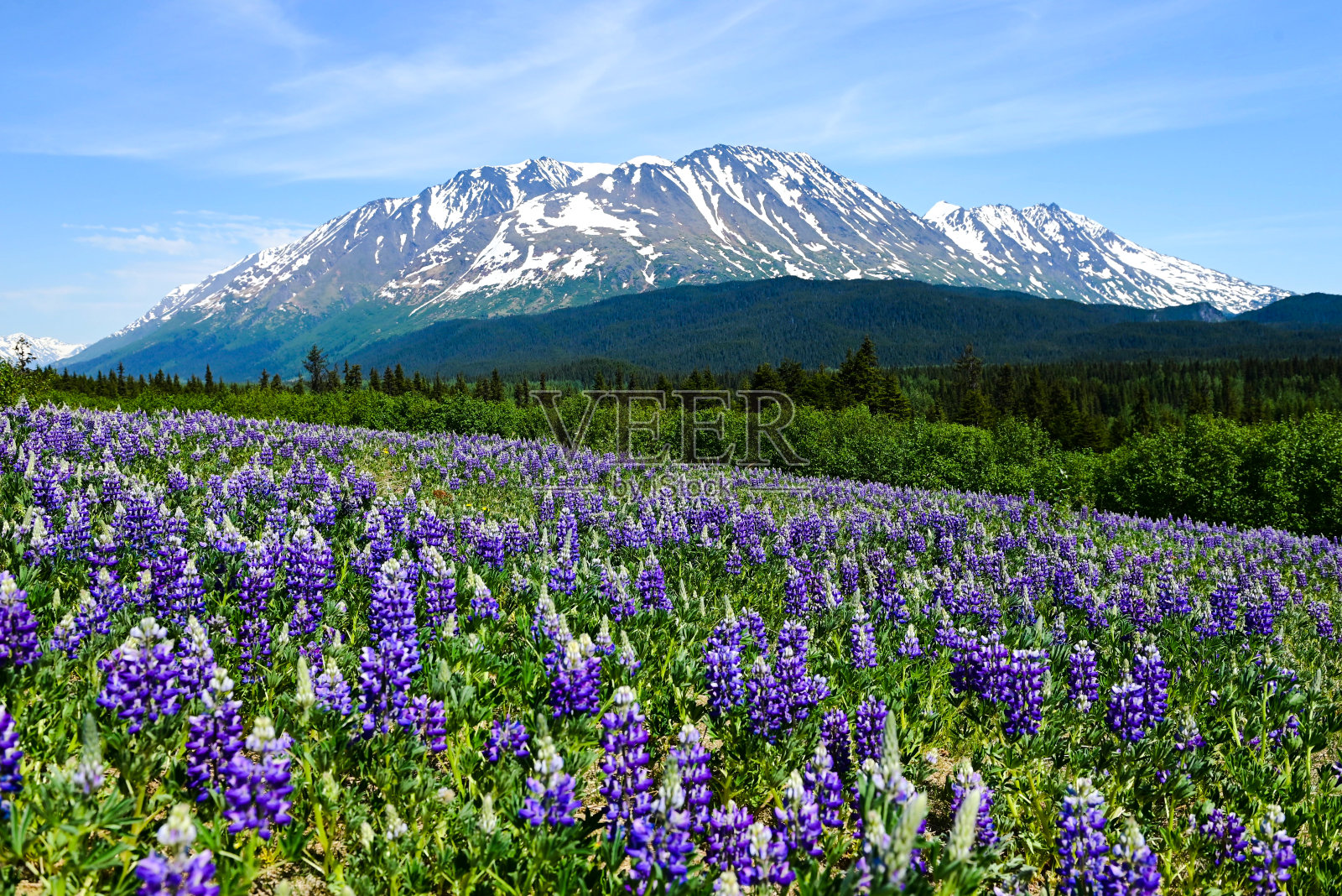 阿拉斯加的羽扇豆照片摄影图片