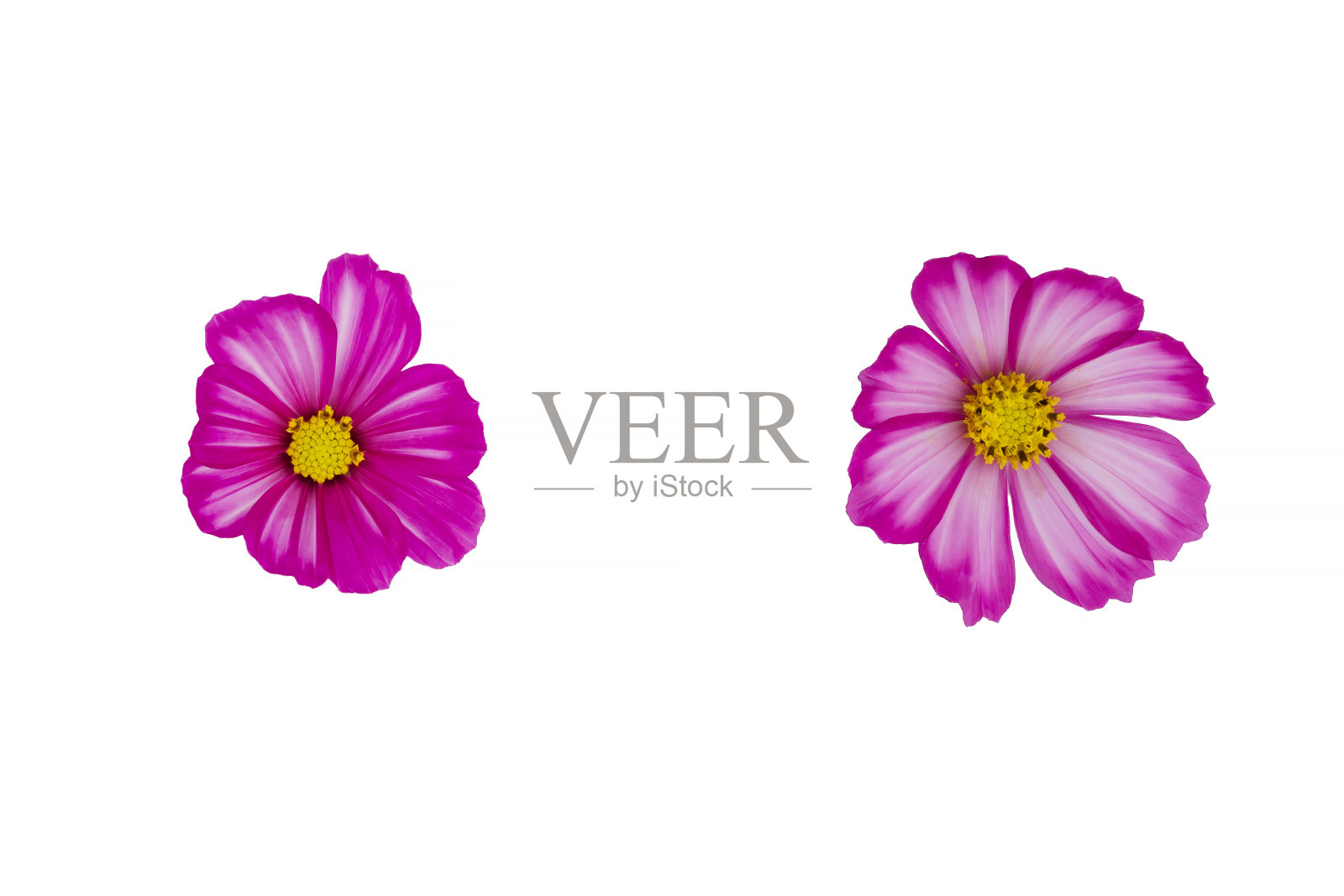 美丽的宇宙花孤立在白色的背景照片摄影图片