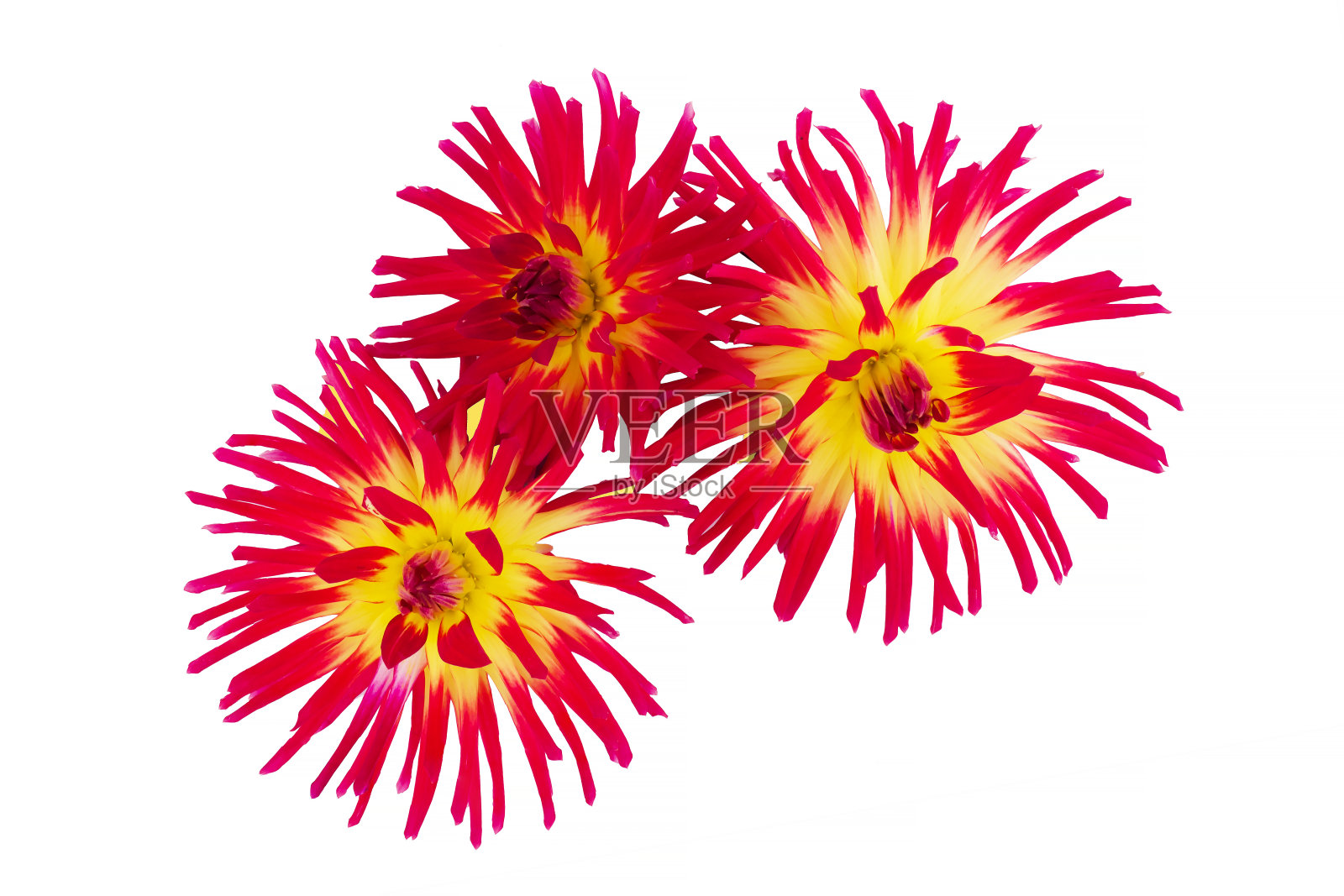 美丽的大丽花孤立在背景上照片摄影图片