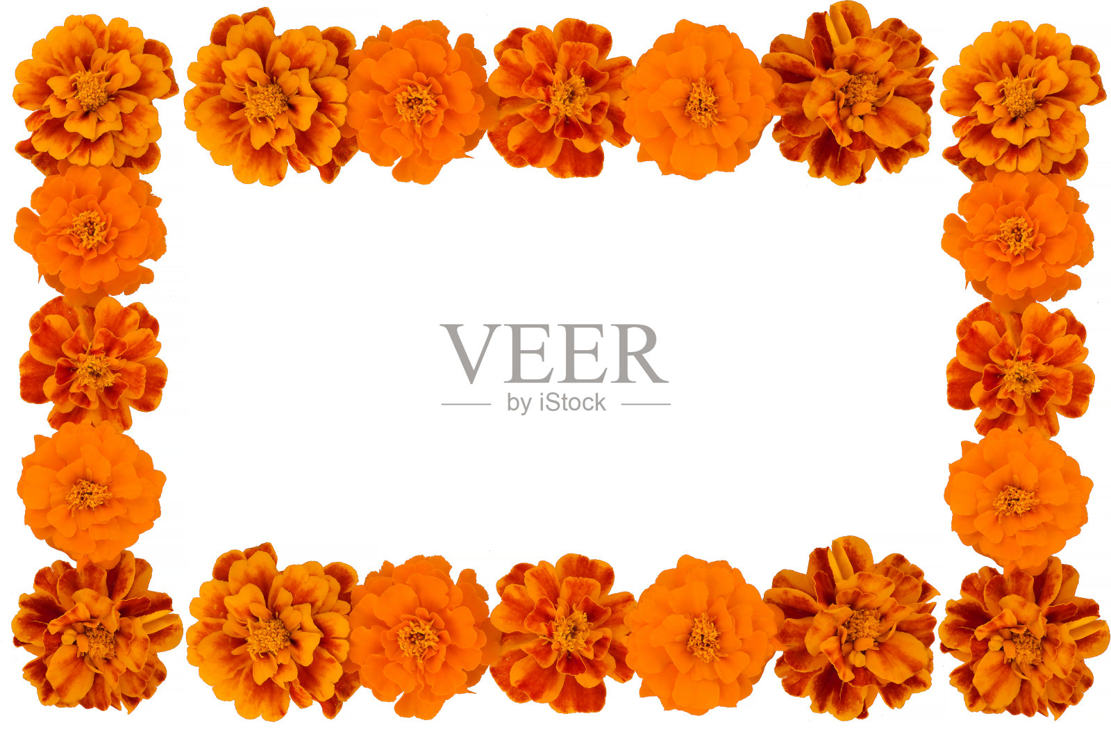 白色上孤立的万寿菊花，拉丁名万寿菊照片摄影图片