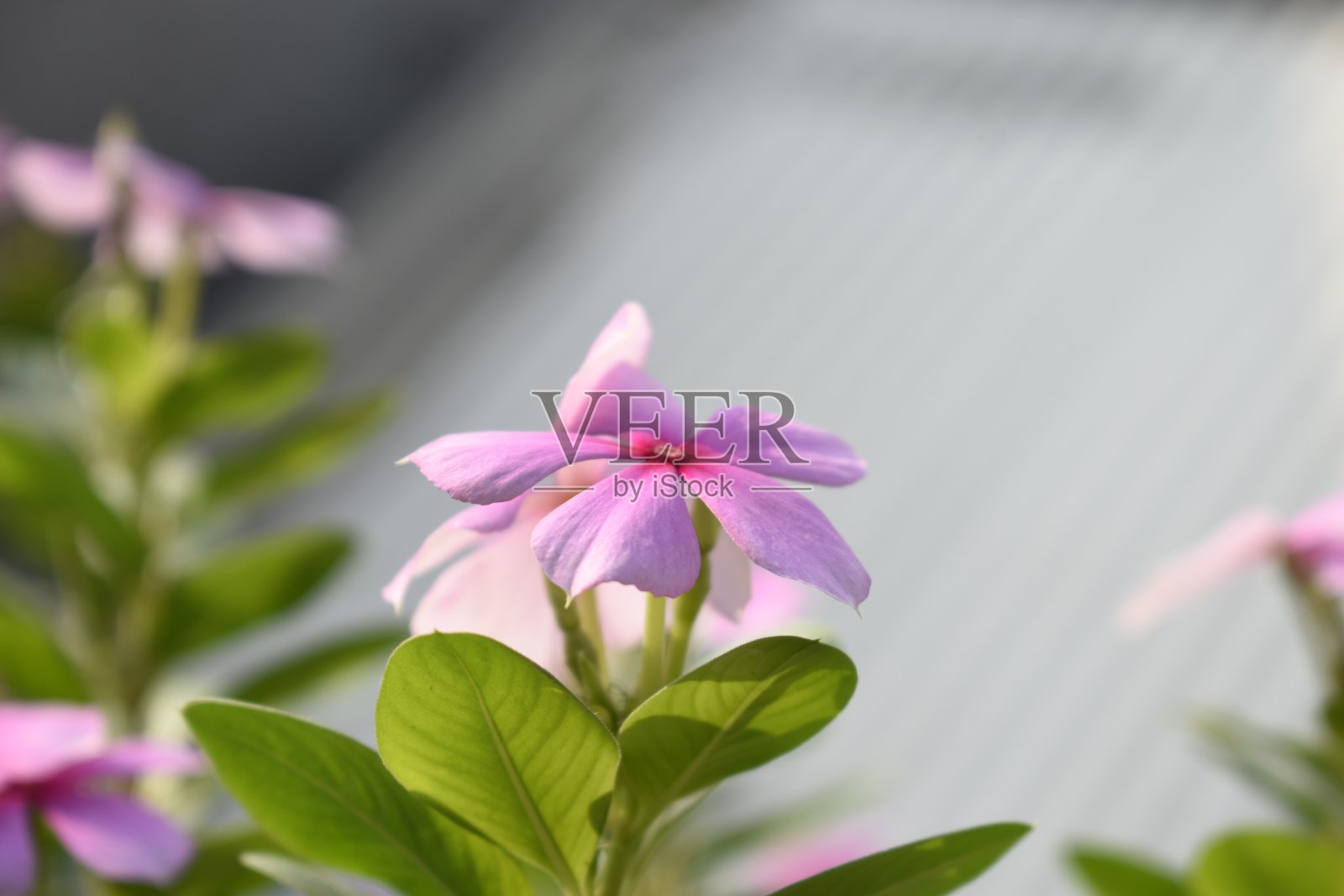 美丽的花朵绽放照片摄影图片