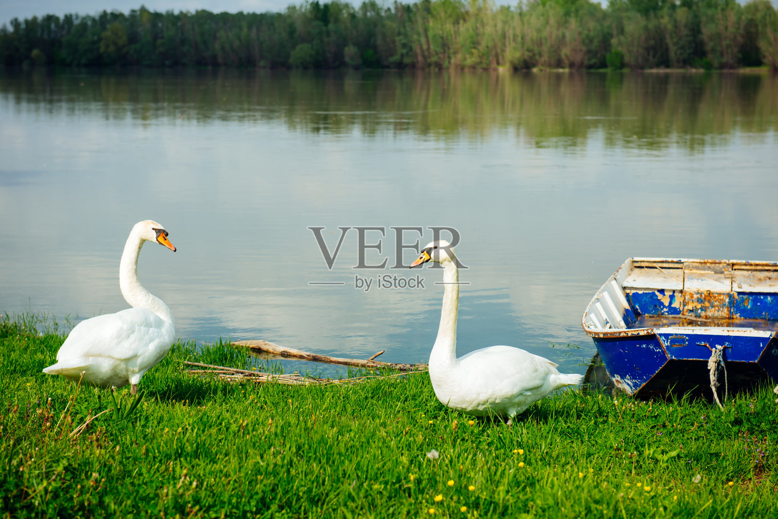 两只白天鹅在绿色的河岸上面面相觑。来自野外的镜头照片摄影图片