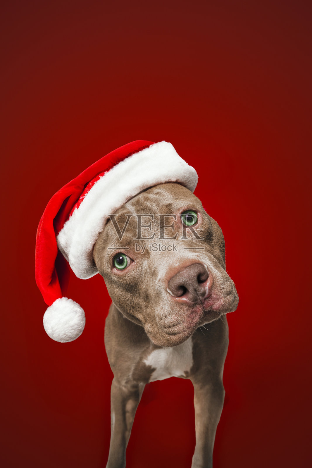 棕色比特犬工作室肖像红色背景头倾斜戴圣诞老人圣诞帽照片摄影图片