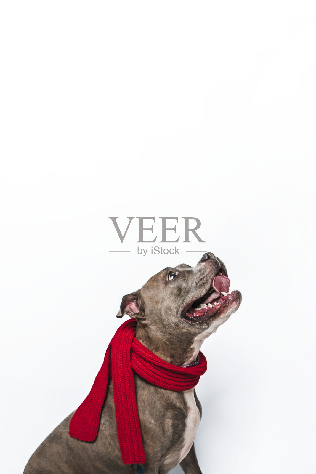 比特犬混合品种孤立在白色背景背景戴着红色针织围巾向上看照片摄影图片