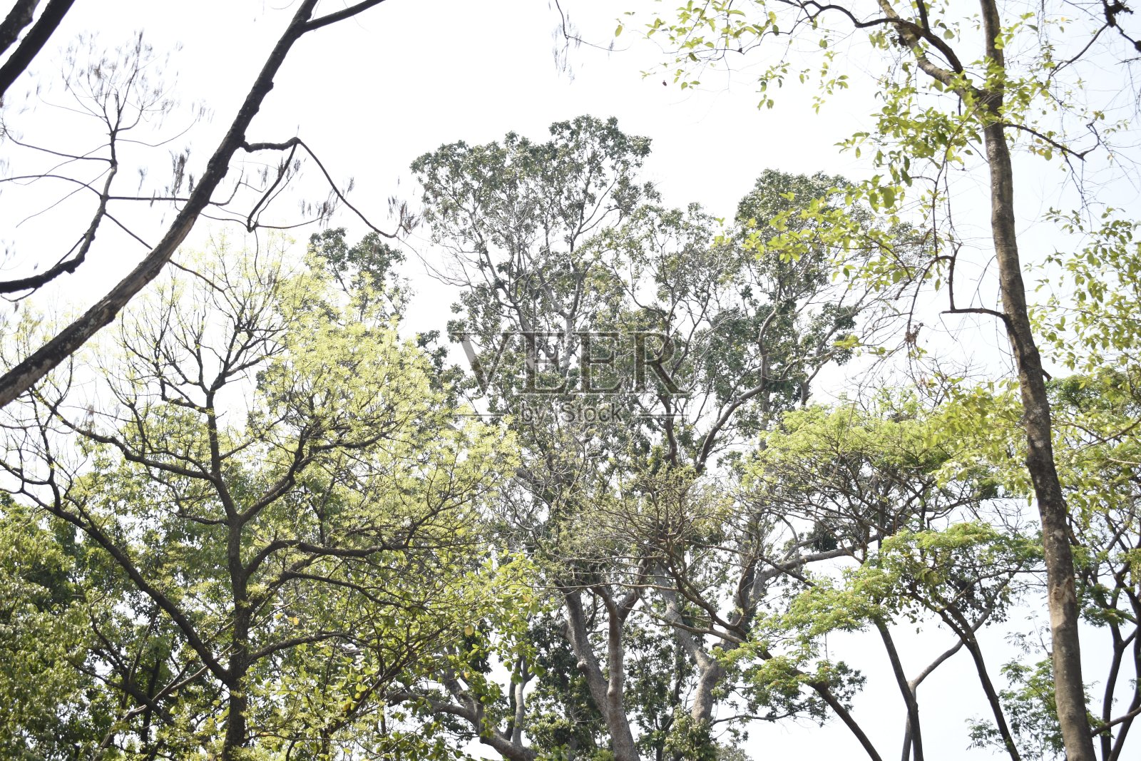 公园里的树照片摄影图片