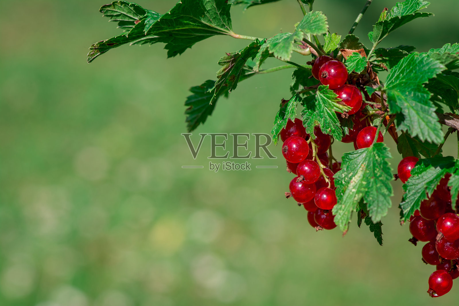 花园里的红醋栗照片摄影图片