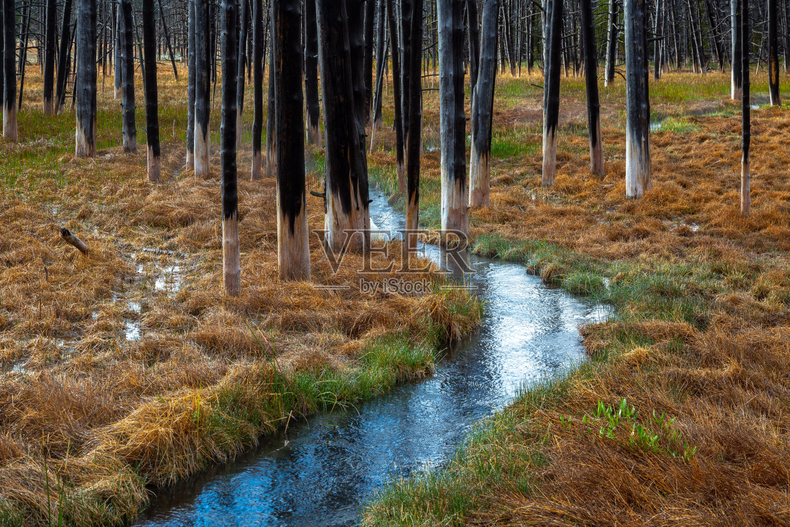 美国怀俄明州黄石国家公园景观。照片摄影图片