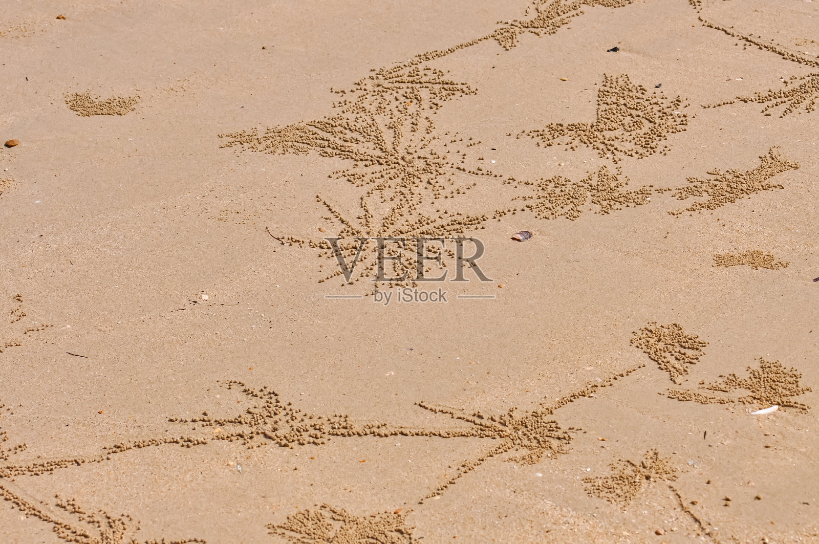 沙蟹的艺术脚印照片摄影图片