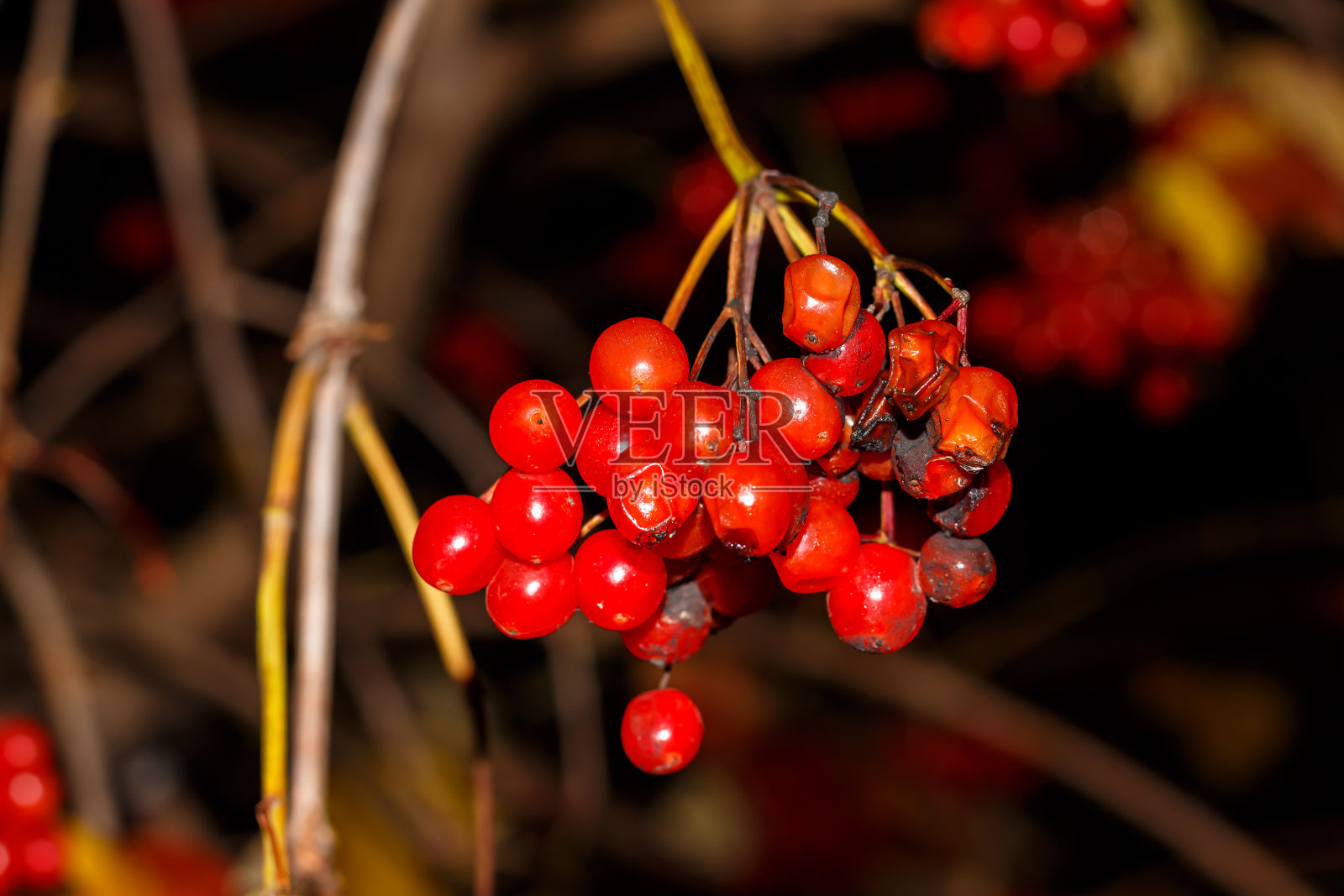 一丛黄色秋叶的灌木上的红色豆荚照片摄影图片