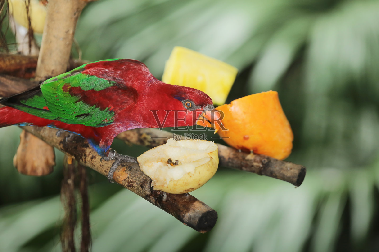 一只栖息在树枝上的黑冠鹦鹉照片摄影图片